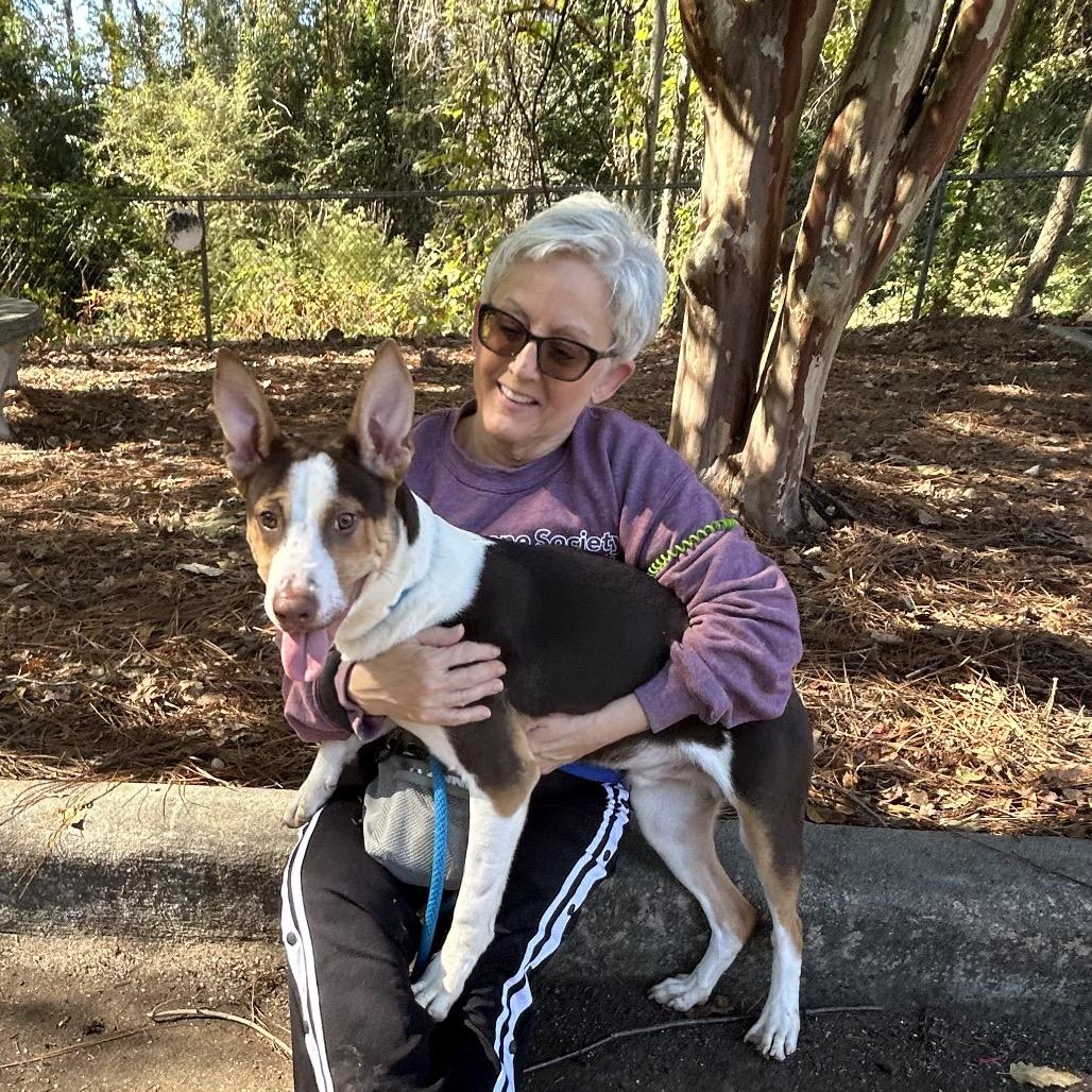 Peanut Butter Crunch 5161, Adoptable, Young Male Mixed Breed.