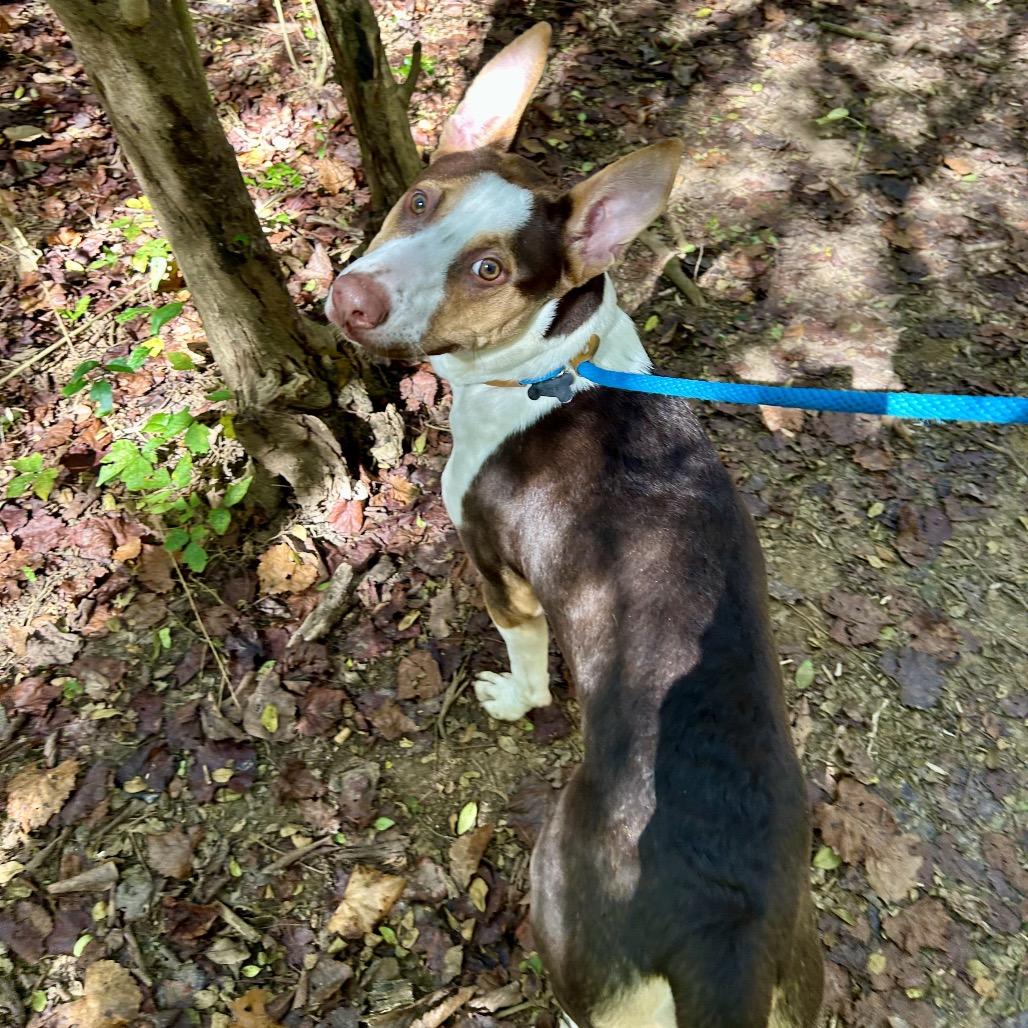 Peanut Butter Crunch 5161, Adoptable, Young Male Mixed Breed.