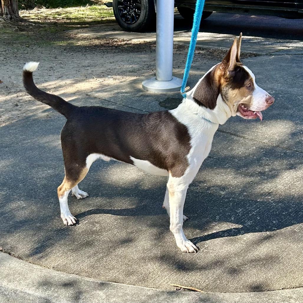 Enlarge Peanut Butter Crunch 5161, a Adoptable Mixed Breed in Columbus, GA image 3/6