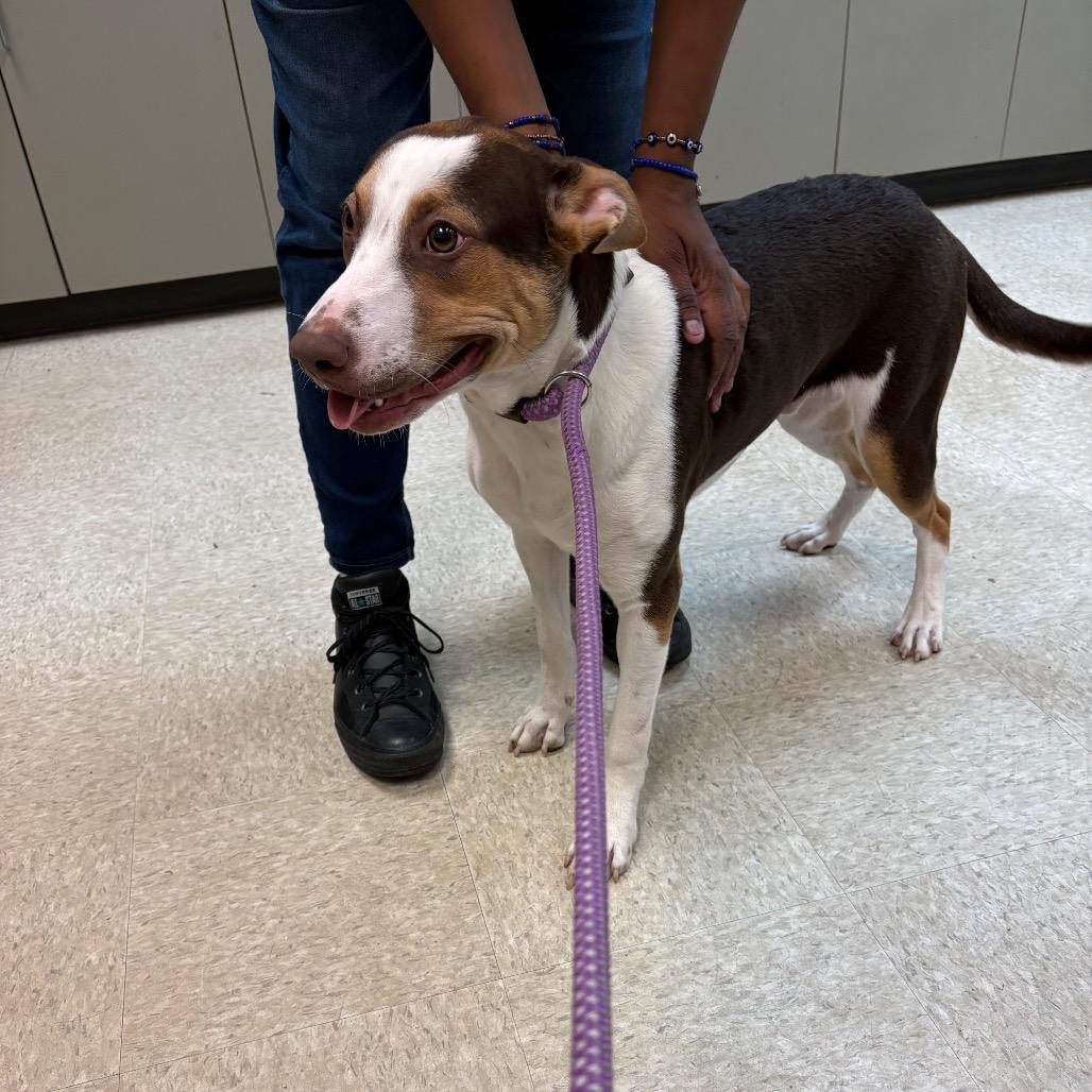 Enlarge Peanut Butter Crunch 5161, a Adoptable Mixed Breed in Columbus, GA image 5/6