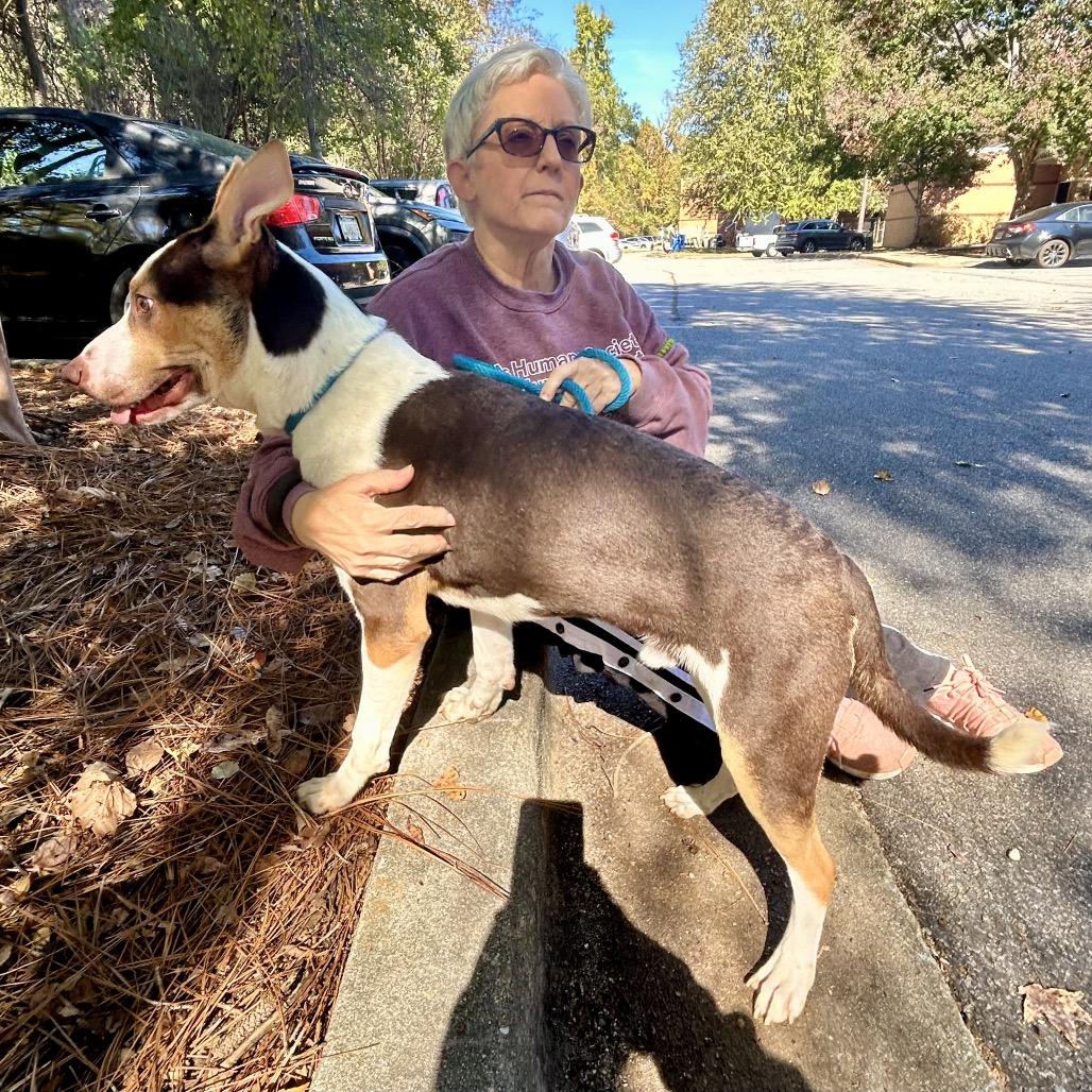 Enlarge Peanut Butter Crunch 5161, a Adoptable Mixed Breed in Columbus, GA image 6/6