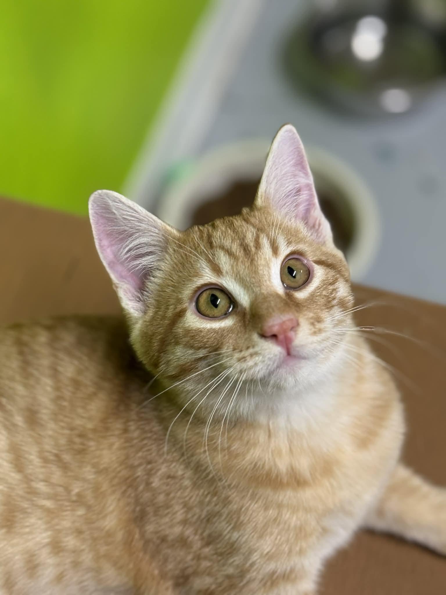 Pumkin, adopted, Young Male Domestic Short Hair.