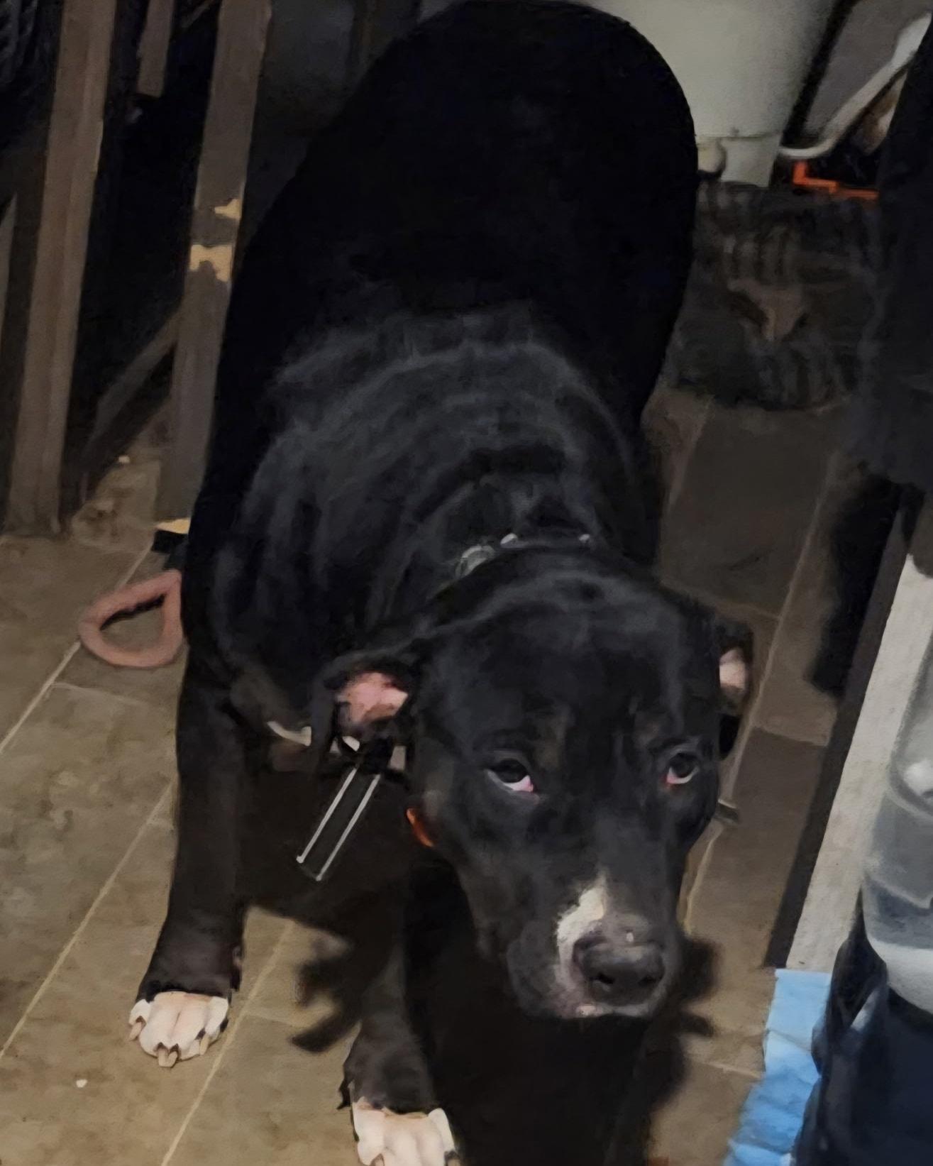 Enlarge Shoes, a Adoptable Mixed Breed in Egg Harbor City, NJ image 1/1