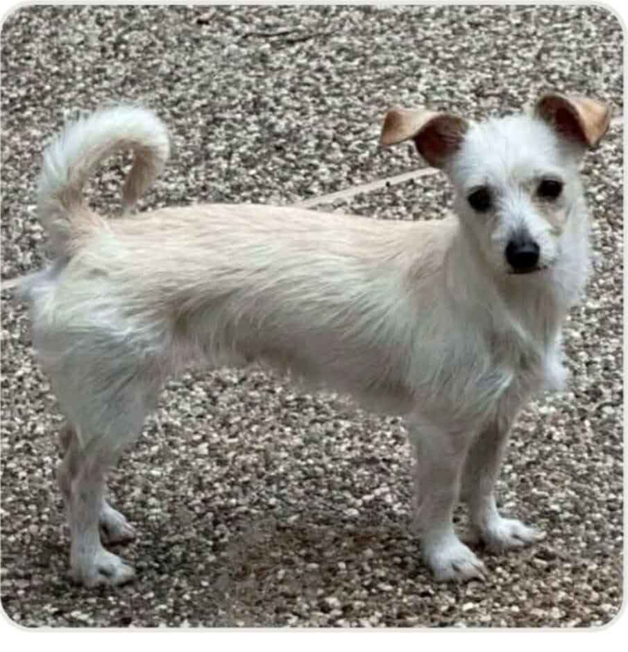 Fern, ADOPTABLE, Adult Female Wirehaired Terrier.