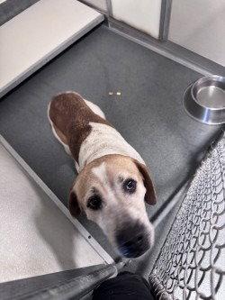 DA 34 Shelby, Adoptable, Adult Female Hound.