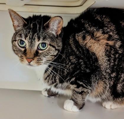 Maggie, Adoptable, Adult Female Domestic Short Hair & Domestic Short Hair.
