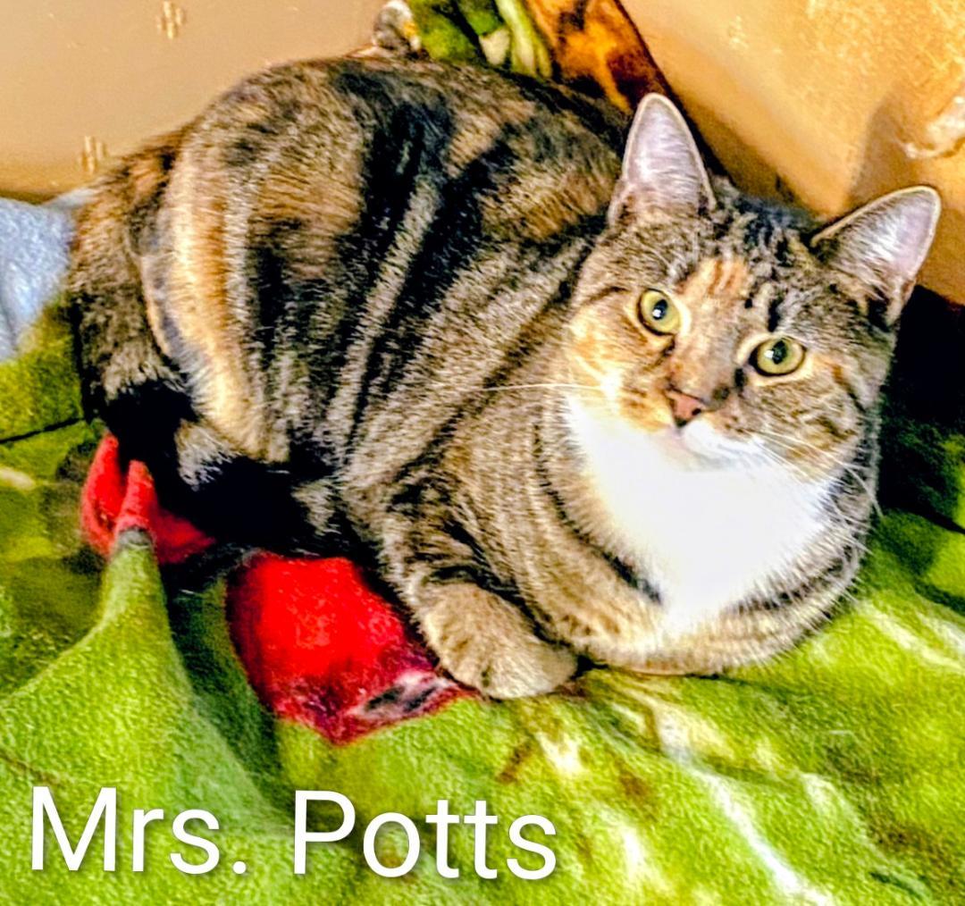 Enlarge Mrs. Potts, a Adoptable Calico in Binghamton, NY image 3/3