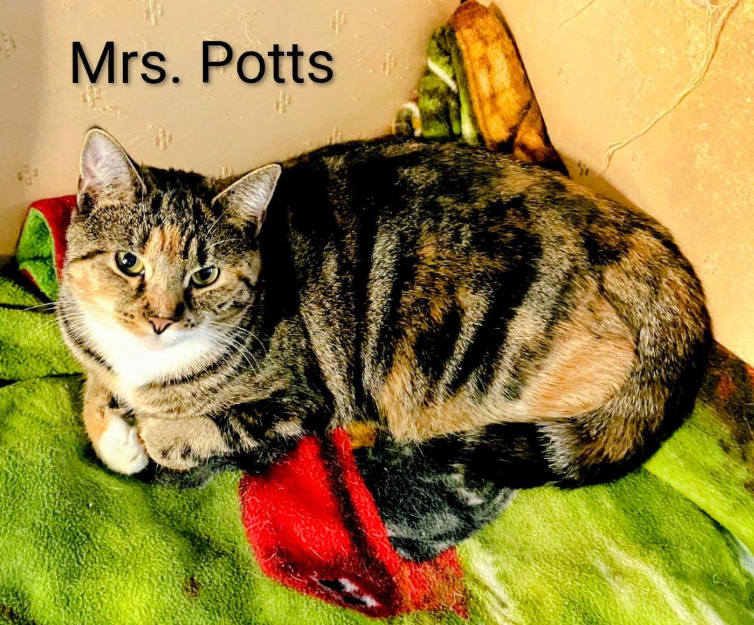 Enlarge Mrs. Potts, a Adoptable Calico in Binghamton, NY image 2/3