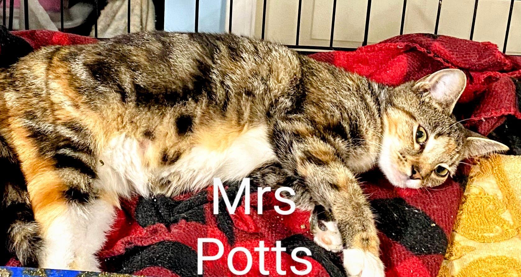 Enlarge Mrs. Potts, a Adoptable Calico in Binghamton, NY image 1/3