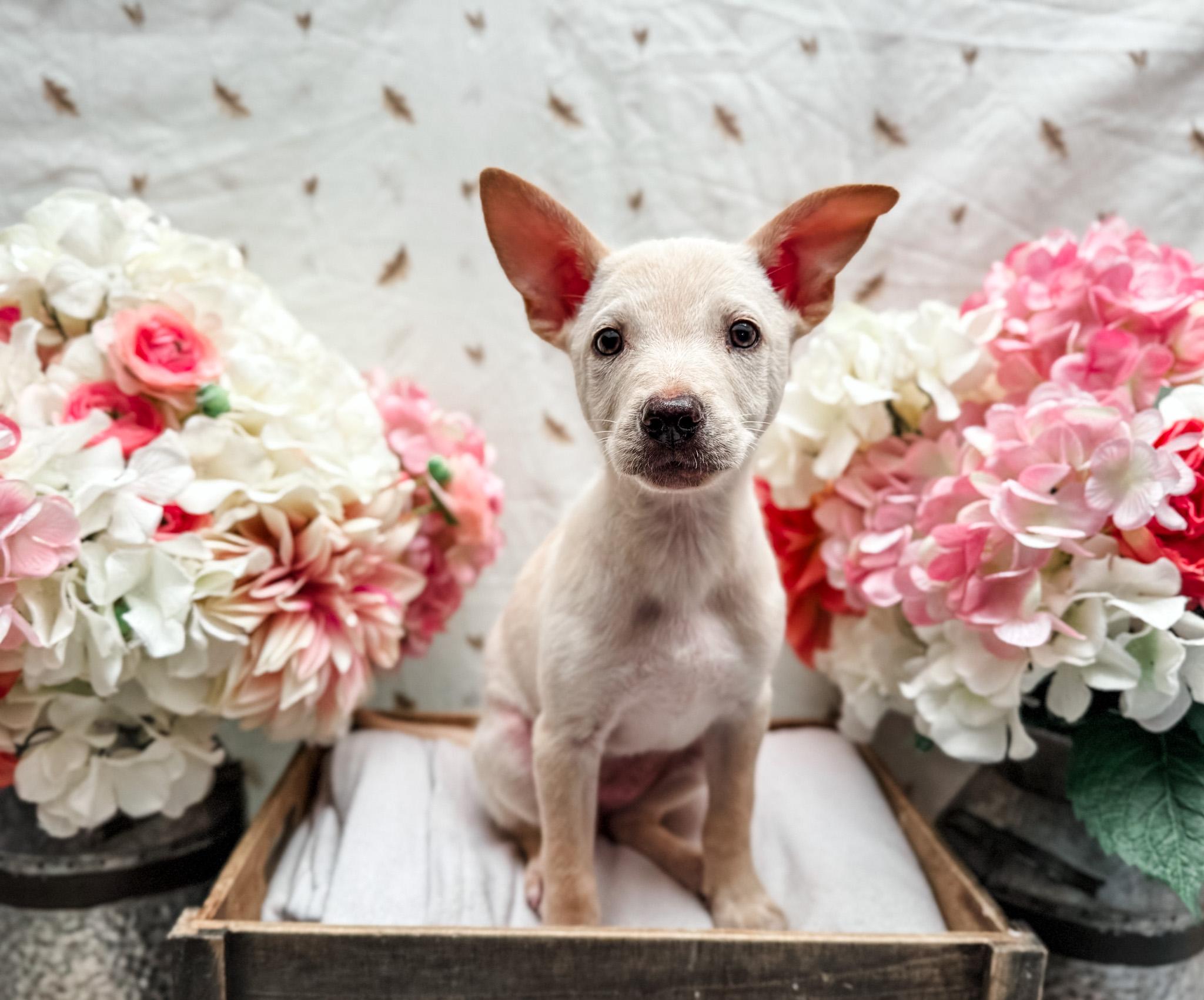Parton, Adoptable, Puppy Female Australian Shepherd & Chihuahua.