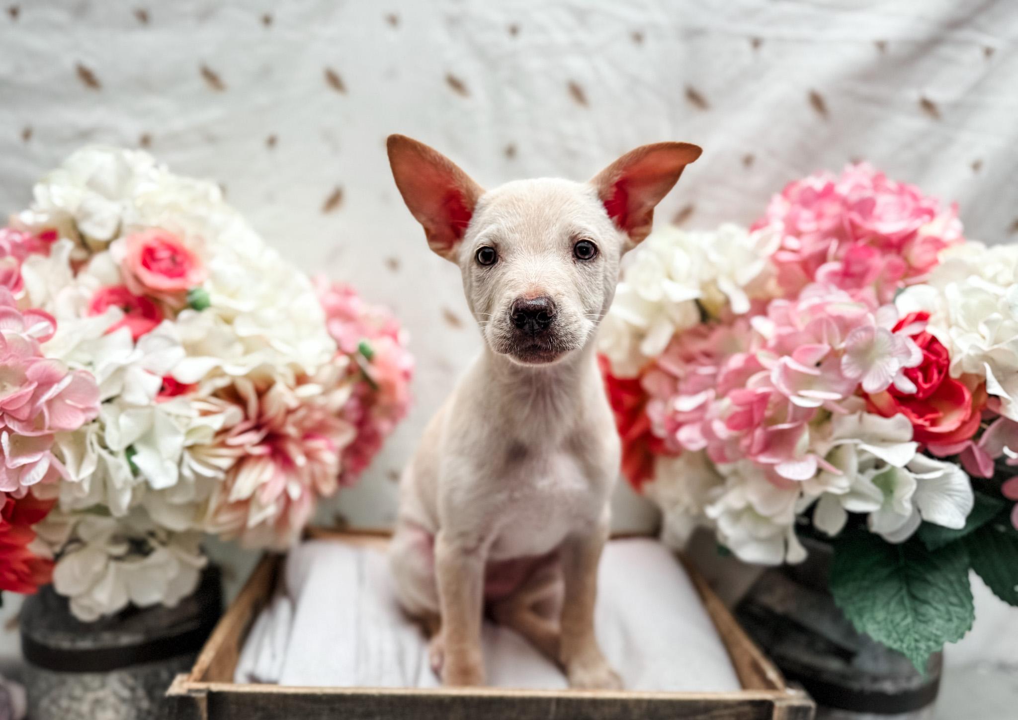 Enlarge Parton, a Adoptable mixed breed in Newberg, OR image 2/2