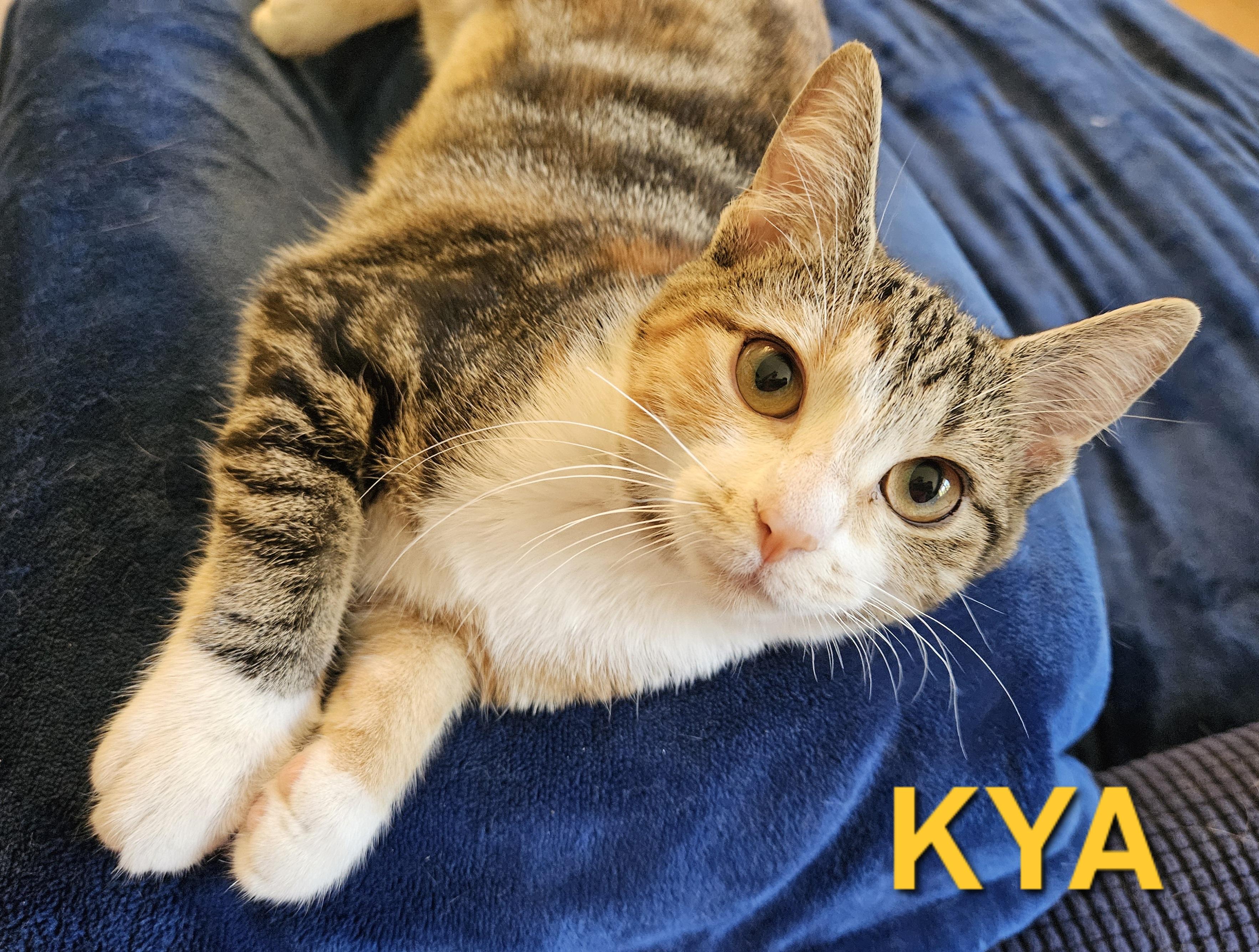 Enlarge Kya (bonded with Ester), an adoptable Domestic Short Hair in Charlotte, NC image 2/4