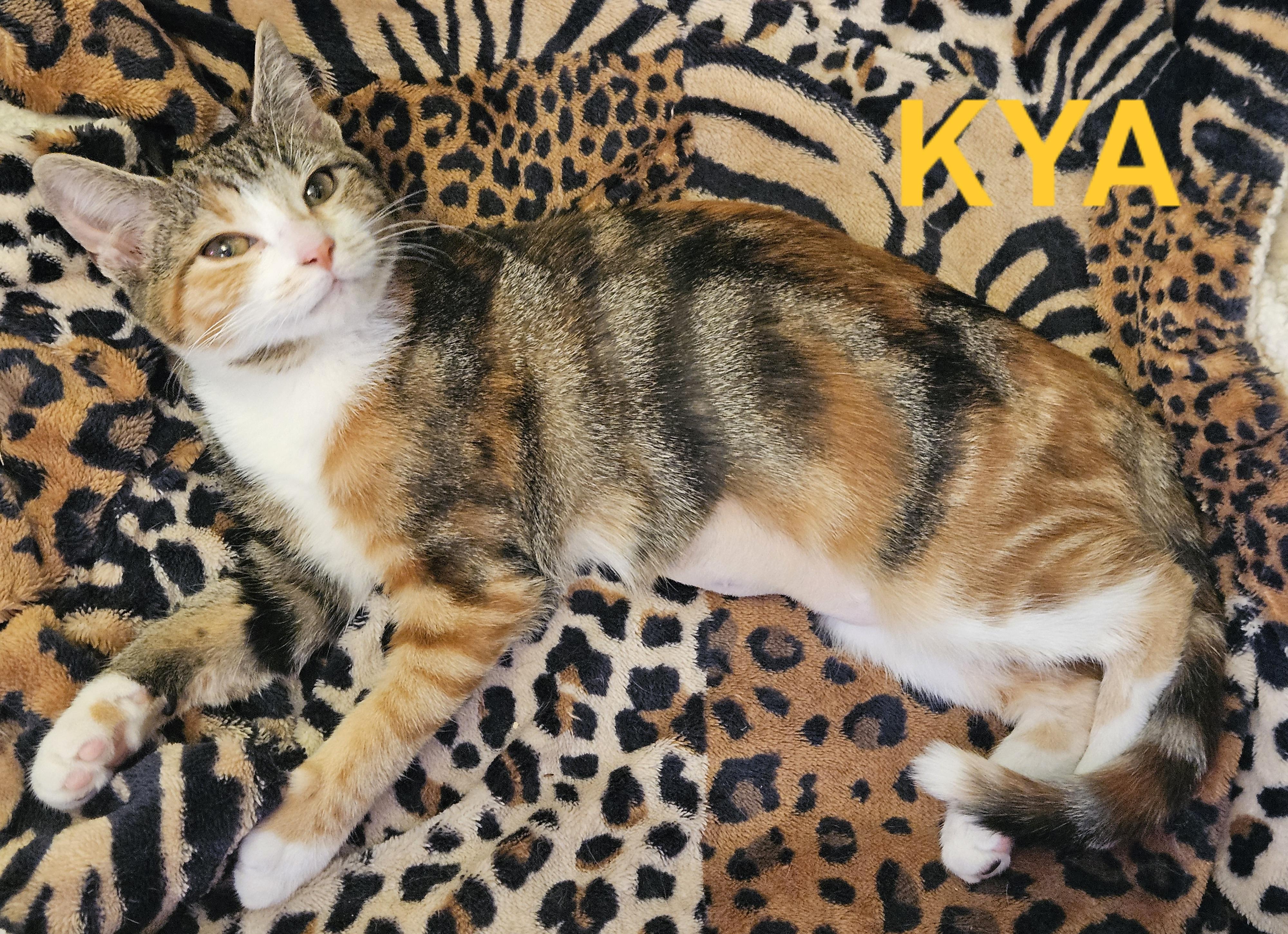 Enlarge Kya (bonded with Ester), an adoptable Domestic Short Hair in Charlotte, NC image 1/4