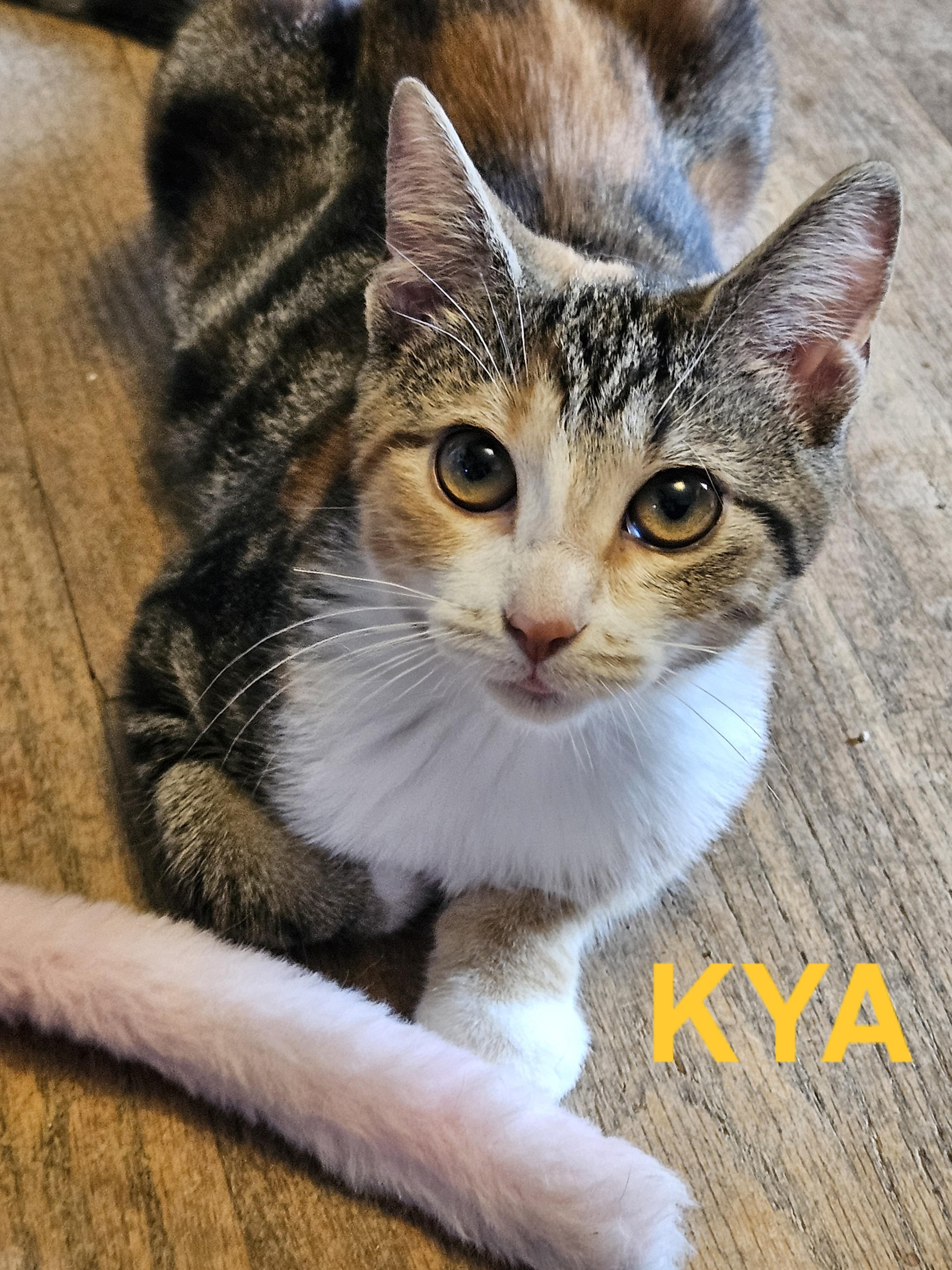 Enlarge Kya (bonded with Ester), an adoptable Domestic Short Hair in Charlotte, NC image 3/4
