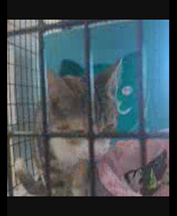 Enlarge Kya (bonded with Ester), an adoptable Domestic Short Hair in Charlotte, NC video 4/4