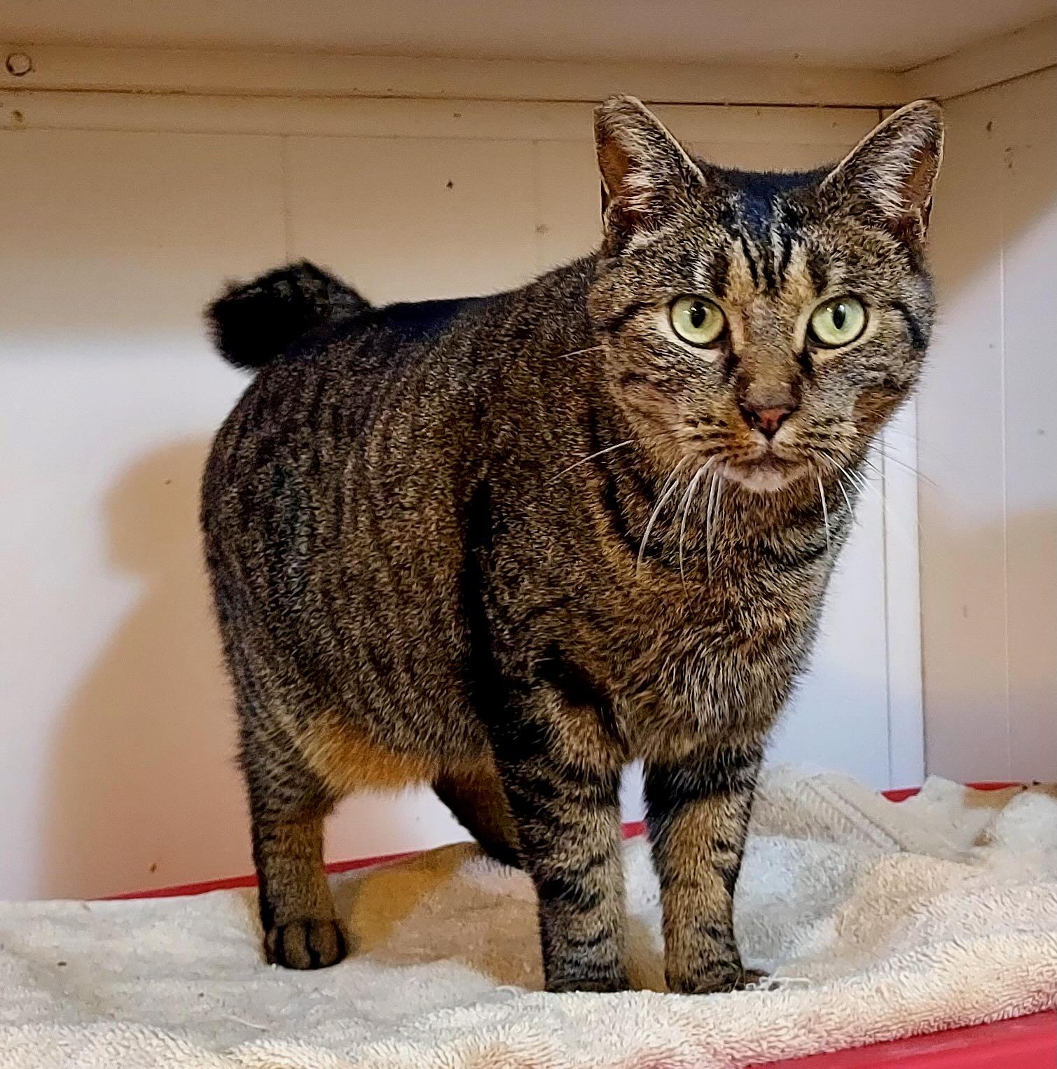 Alia, an adopted Tabby in Seattle, WA image 2/4