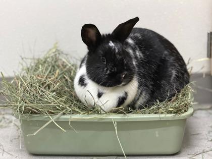 Milkshake, Adoptable, Adult Female Bunny Rabbit.
