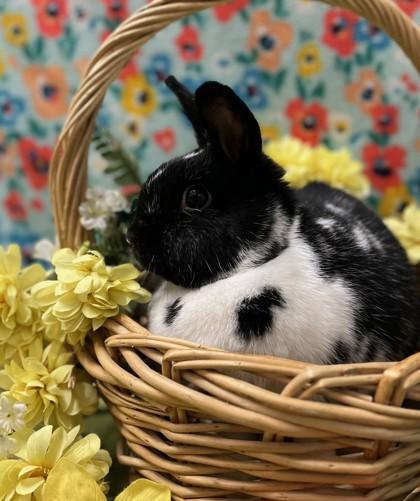 Enlarge Milkshake, a Adoptable Bunny Rabbit in Eugene, OR image 2/2