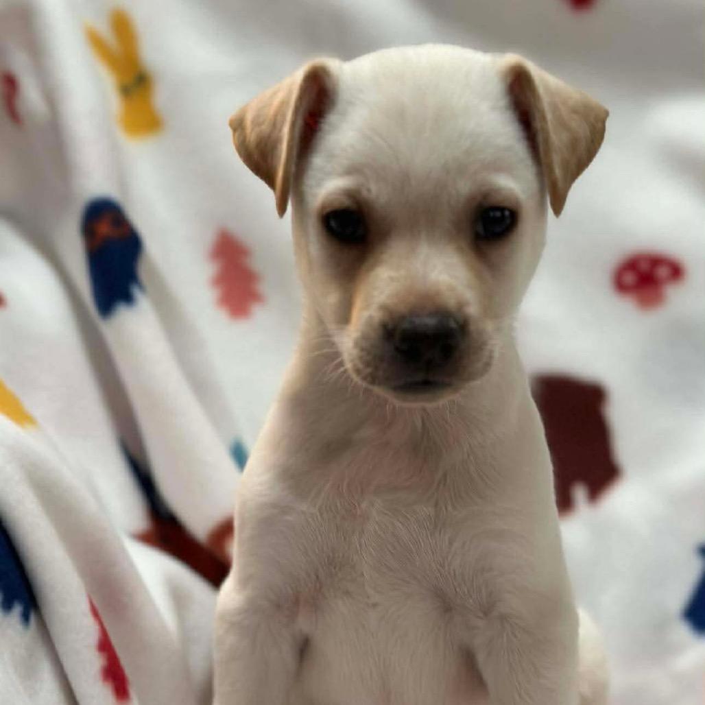 Harpy, a Adoptable Mixed Breed in Jackson, MO image 1/3