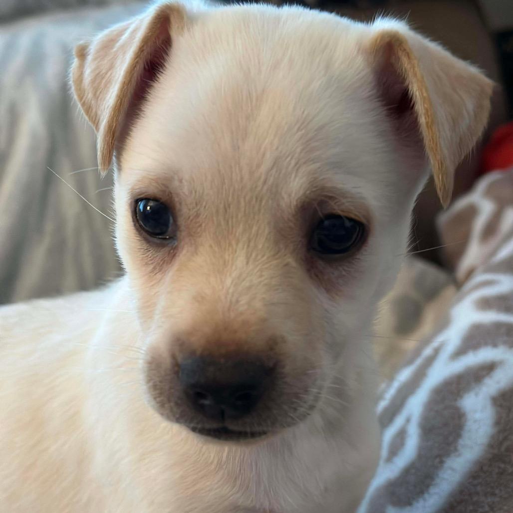 Harpy, a Adoptable Mixed Breed in Jackson, MO image 2/3