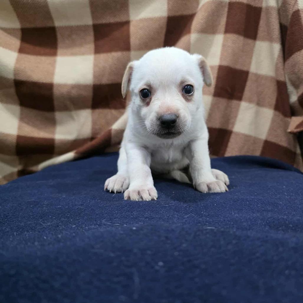 Harpy, a Adoptable Mixed Breed in Jackson, MO image 3/3