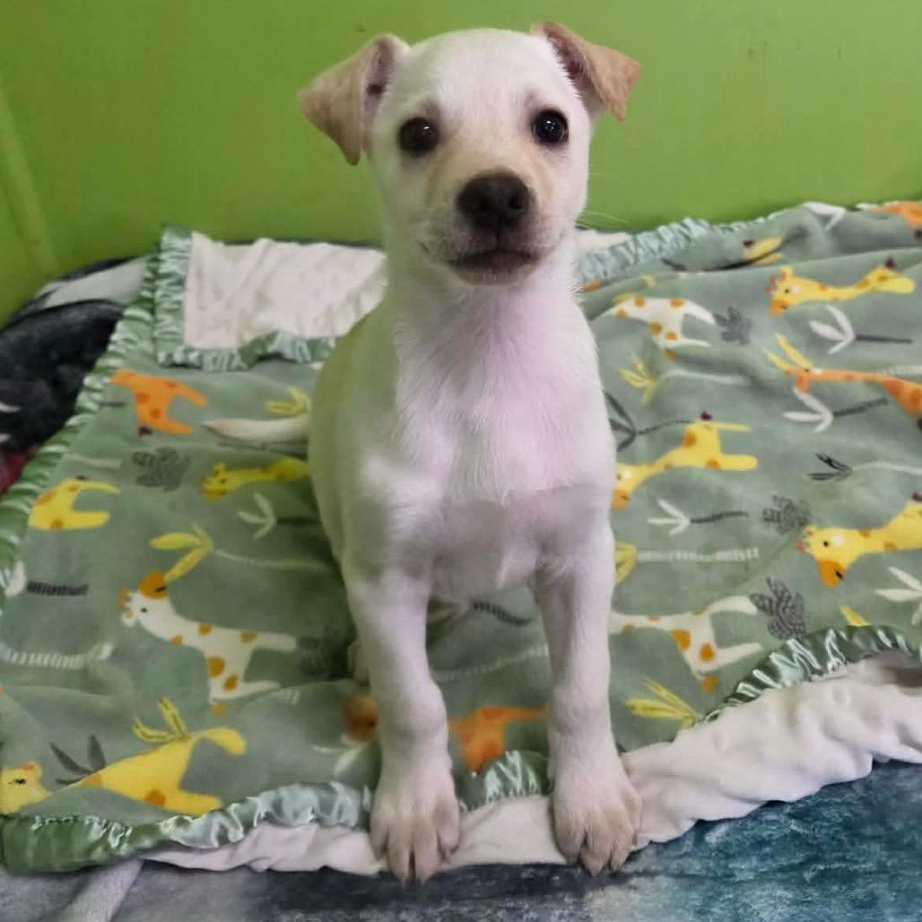 Harpy, Adoptable, Puppy Female Mixed Breed.