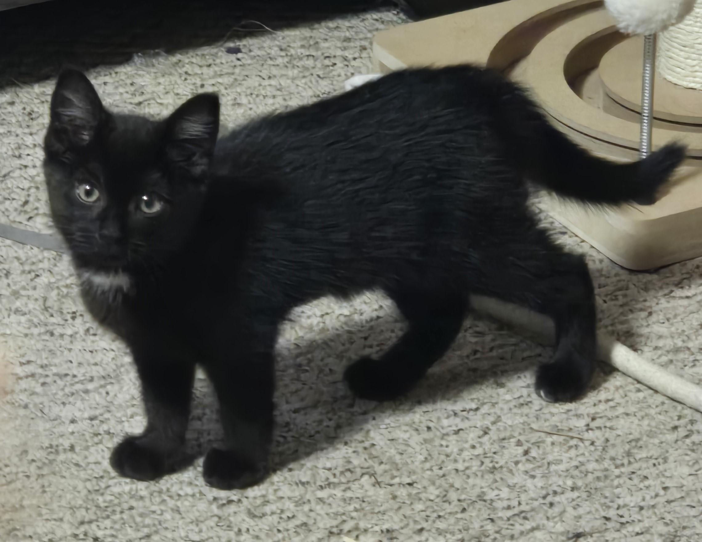 Enlarge Destiny, a Adoptable Domestic Short Hair in Lawrenceville, GA image 1/1