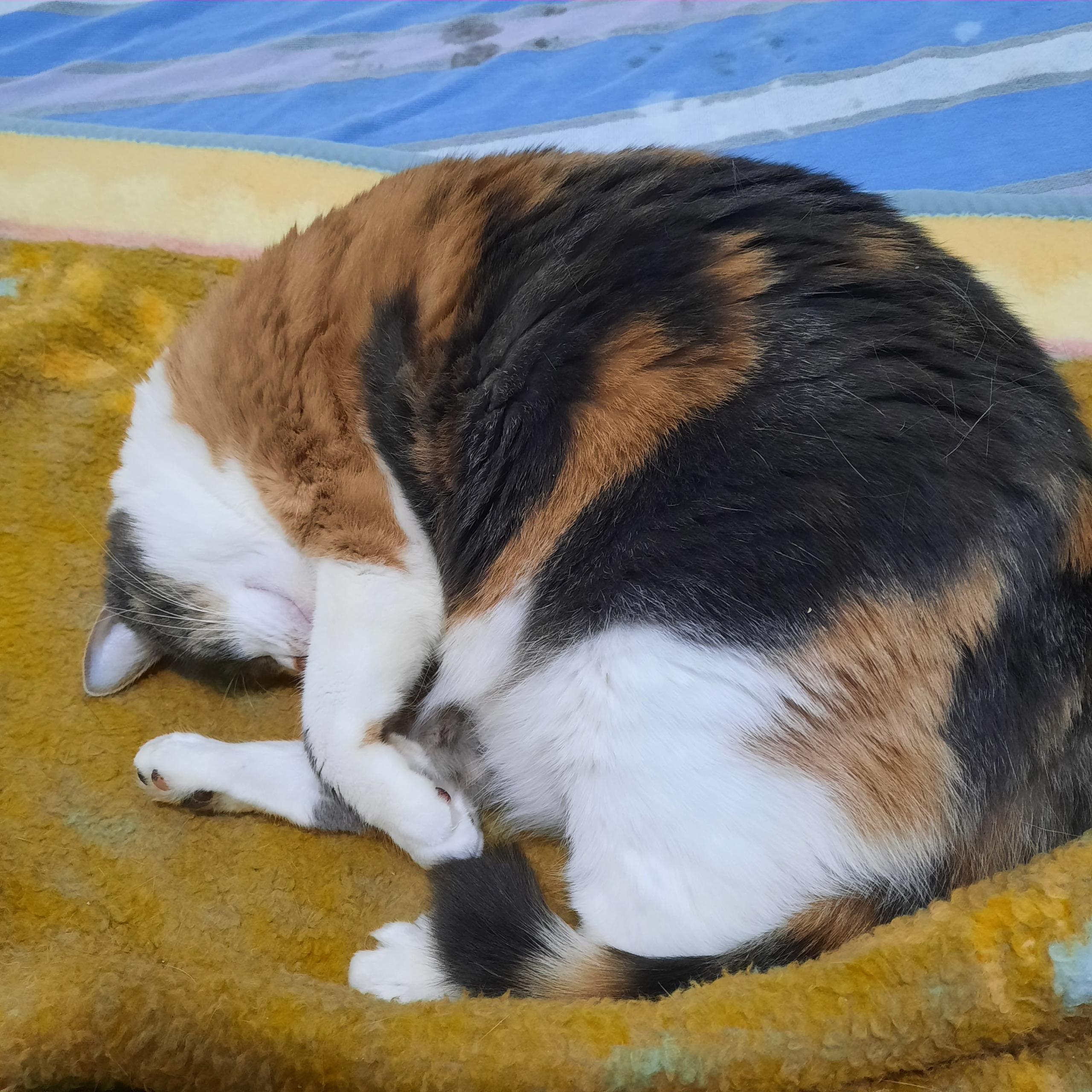 Enlarge Cal Cal, a Adoptable Domestic Short Hair in Huffman, TX image 1/5