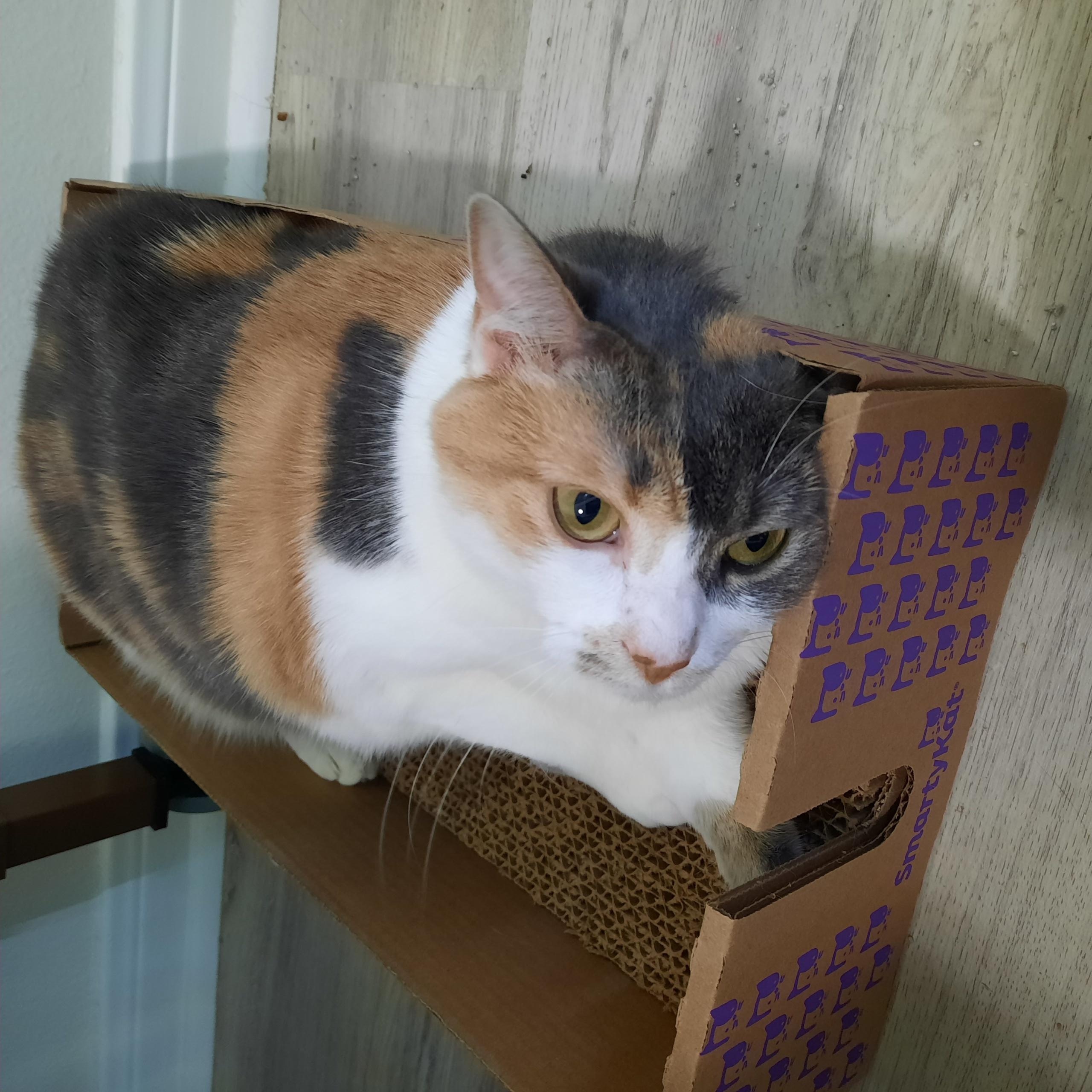 Enlarge Cal Cal, a Adoptable Domestic Short Hair in Huffman, TX image 2/5