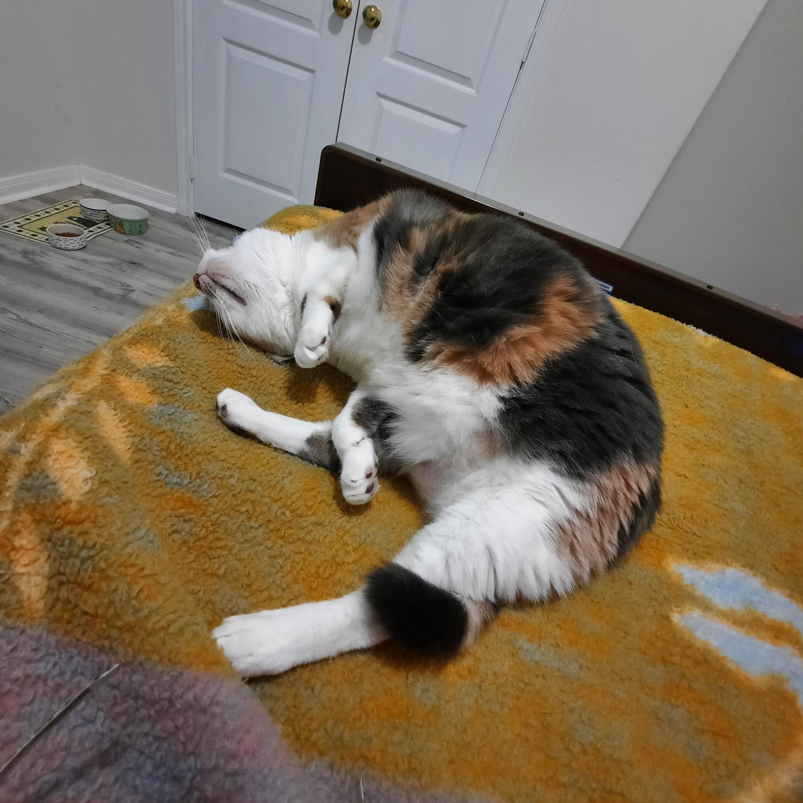 Enlarge Cal Cal, a Adoptable Domestic Short Hair in Huffman, TX image 4/5