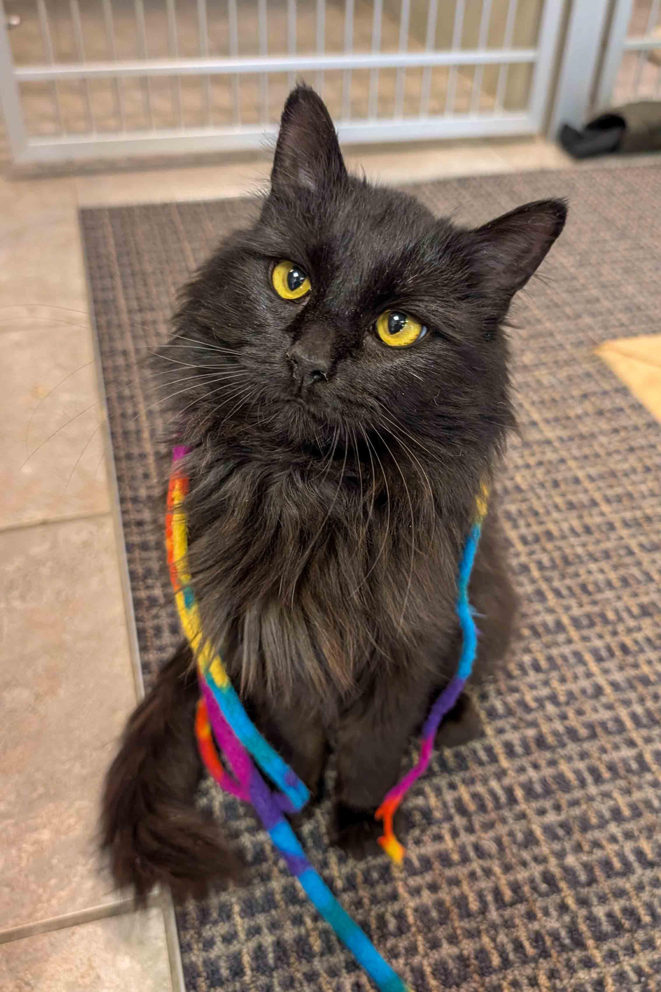 Elphaba, ADOPTABLE, Young Female Domestic Medium Hair.