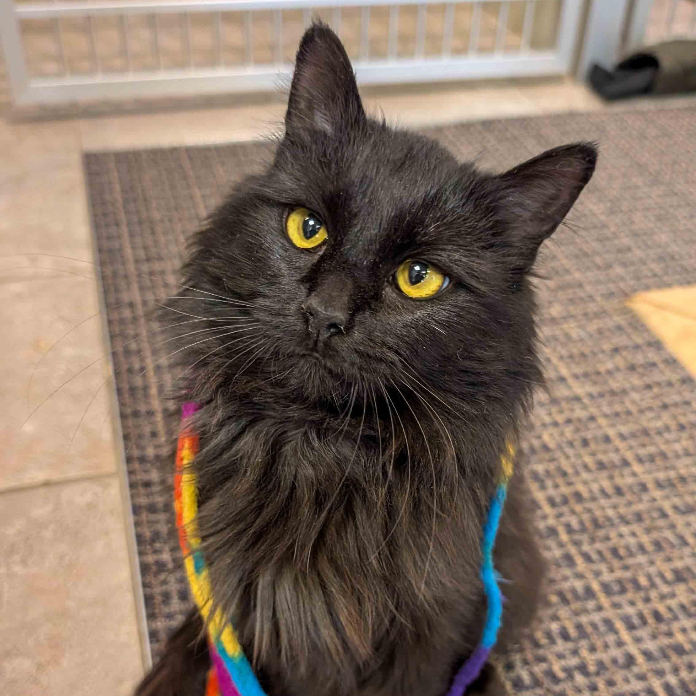 Enlarge Elphaba, a ADOPTABLE Domestic Medium Hair in Stamford, CT image 1/5