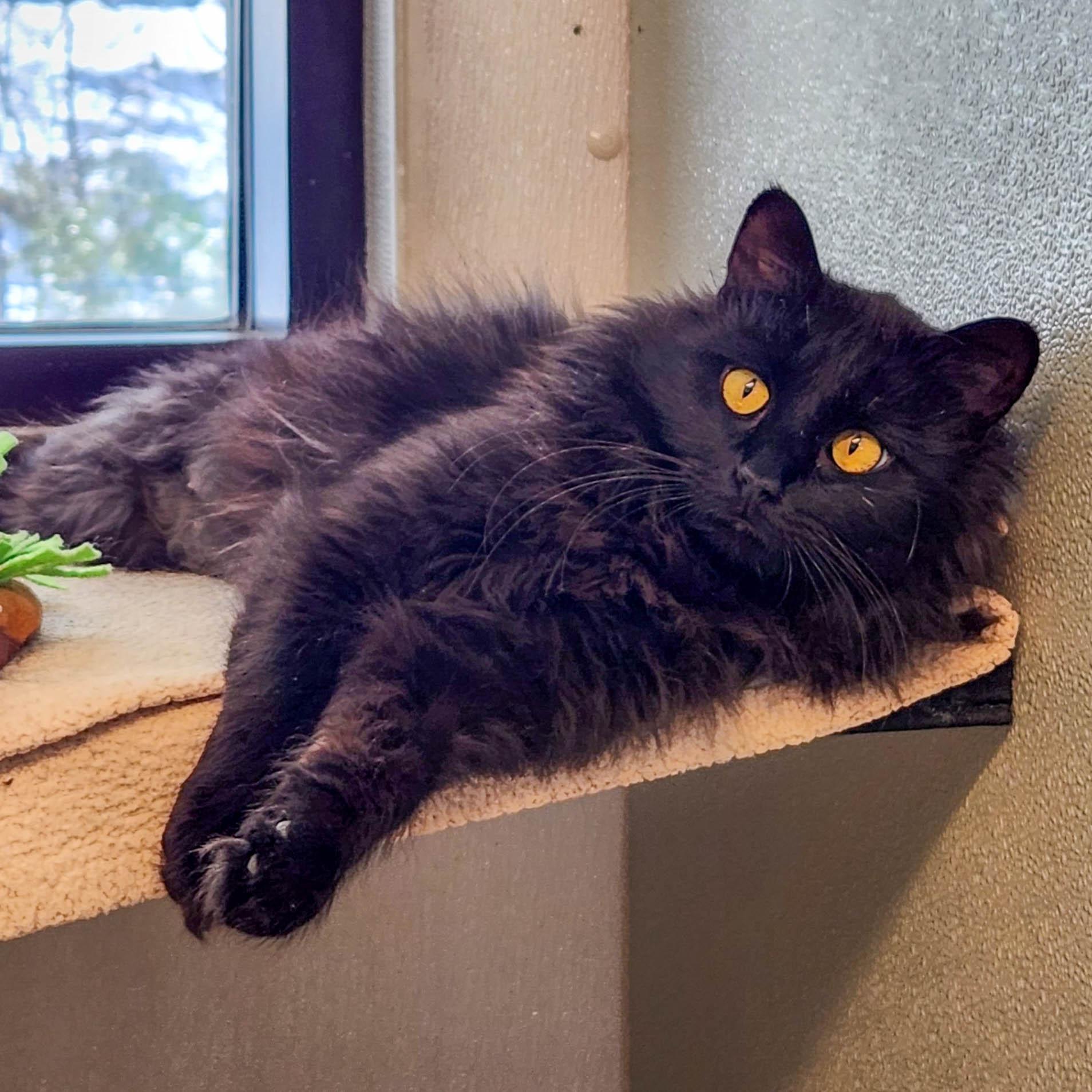 Enlarge Elphaba, a ADOPTABLE Domestic Medium Hair in Stamford, CT image 4/5