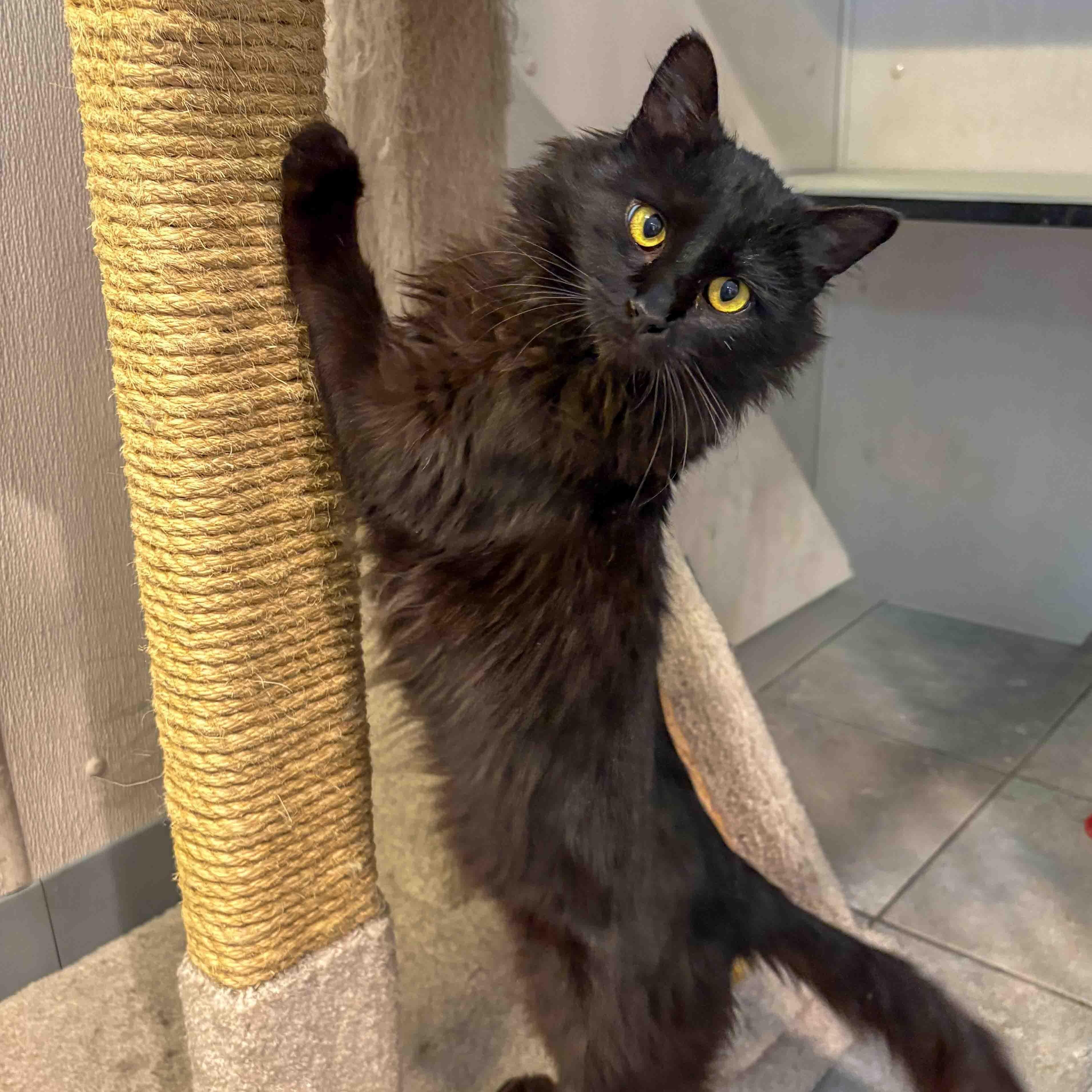 Enlarge Elphaba, a ADOPTABLE Domestic Medium Hair in Stamford, CT image 3/5