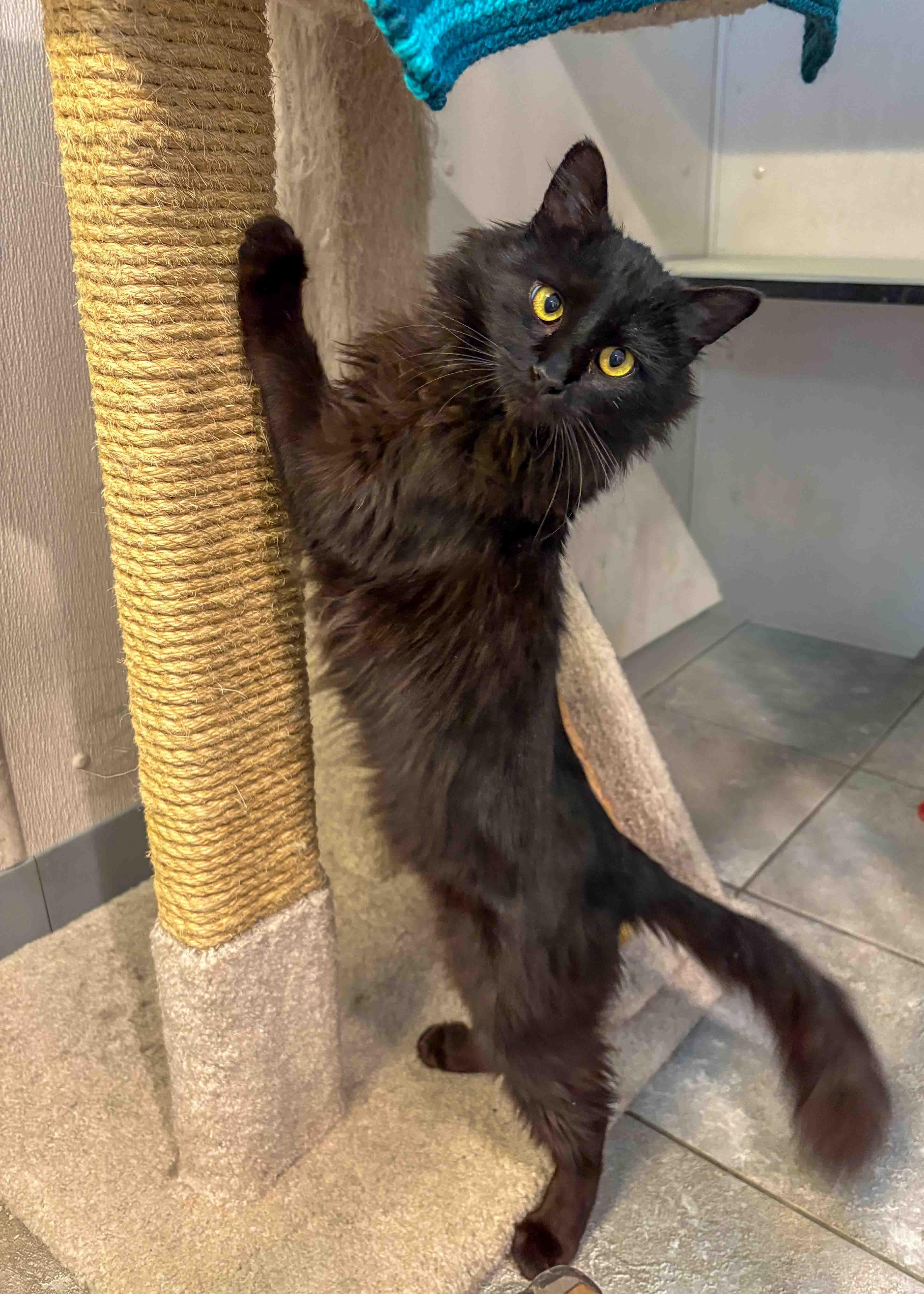 Enlarge Elphaba, a ADOPTABLE Domestic Medium Hair in Stamford, CT image 3/5