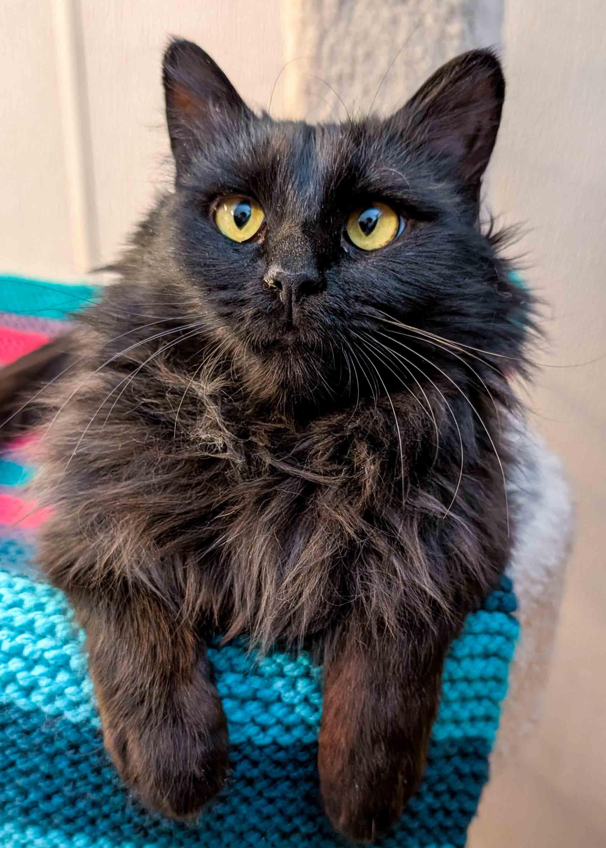 Enlarge Elphaba, a ADOPTABLE Domestic Medium Hair in Stamford, CT image 5/5