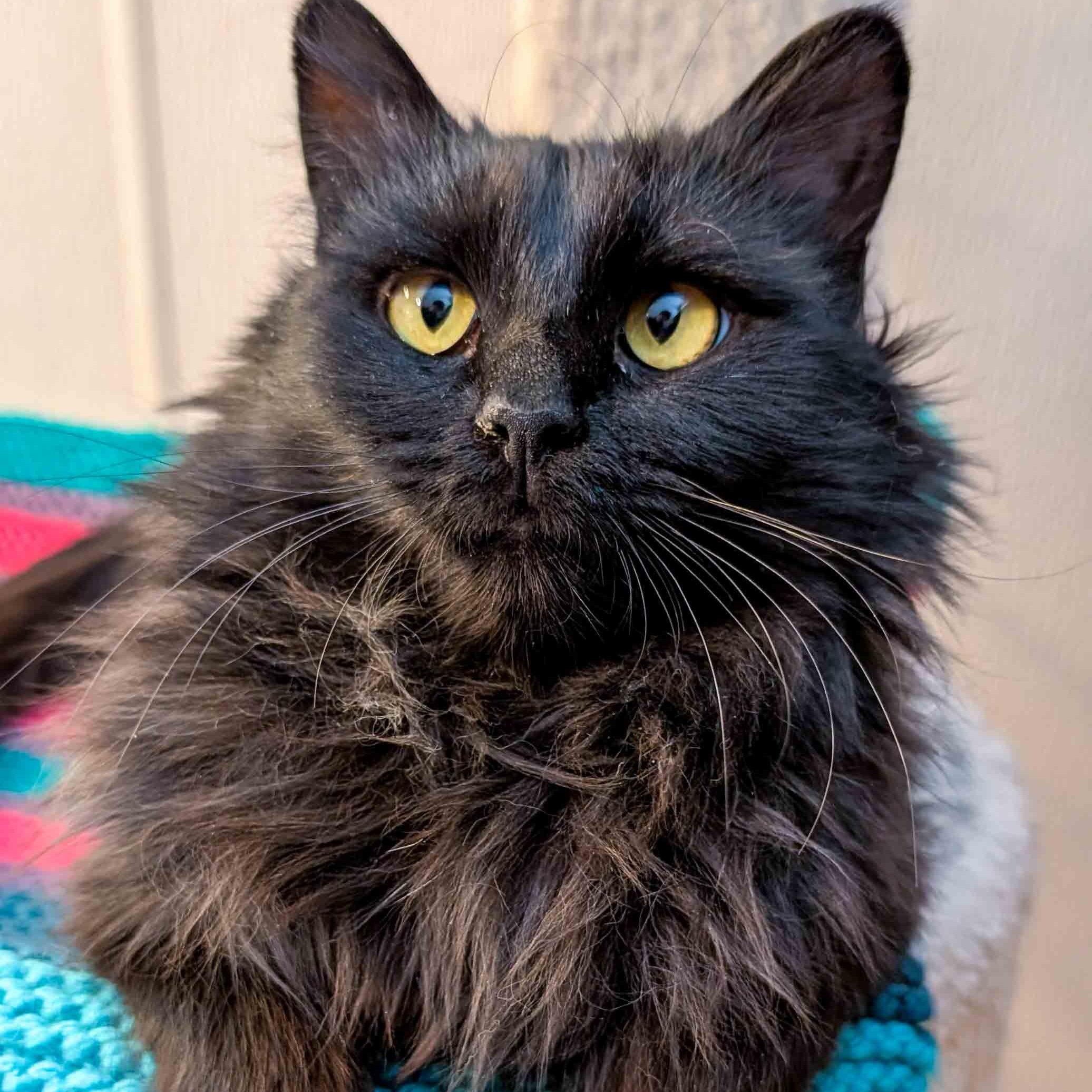 Enlarge Elphaba, a ADOPTABLE Domestic Medium Hair in Stamford, CT image 5/5