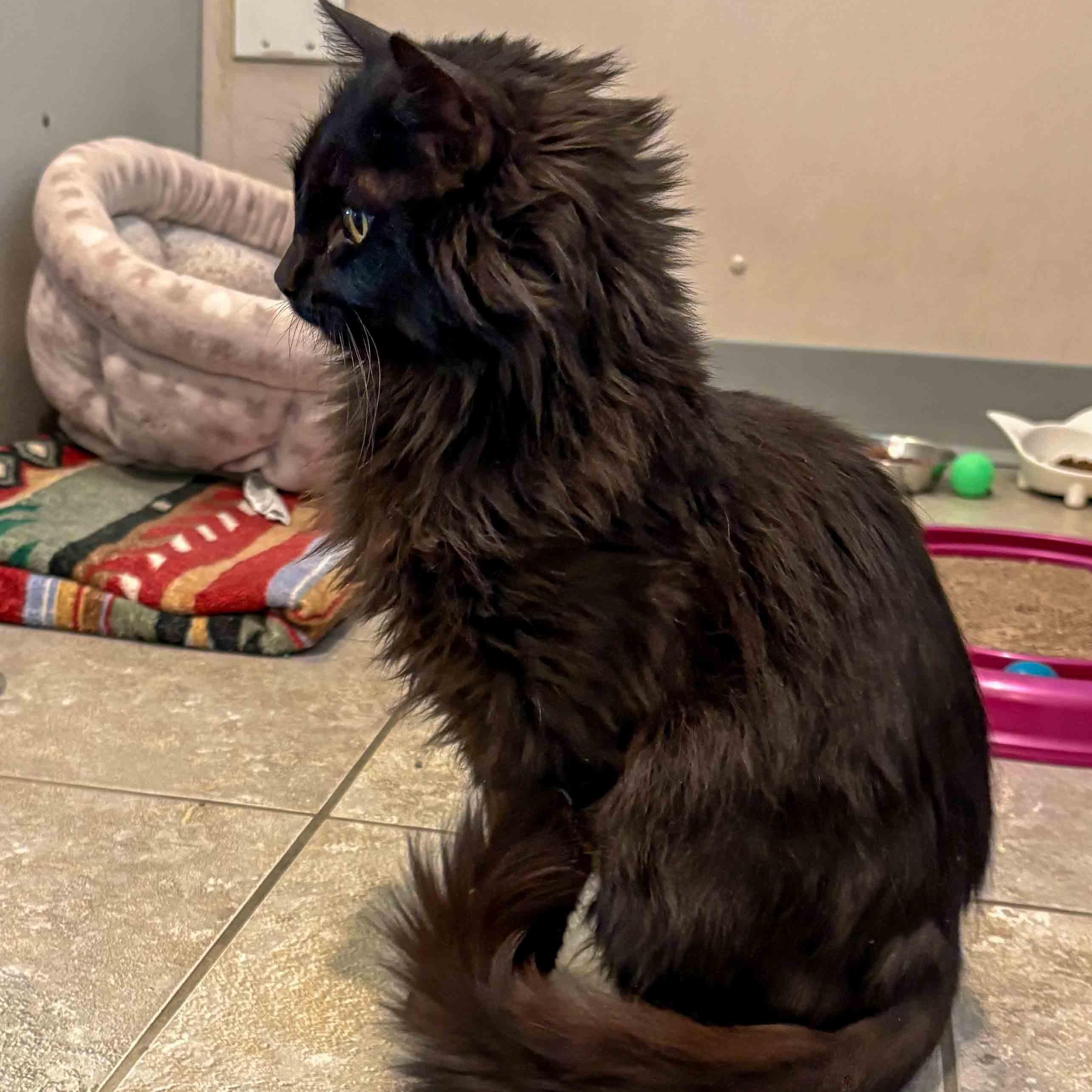 Enlarge Elphaba, a ADOPTABLE Domestic Medium Hair in Stamford, CT image 2/5
