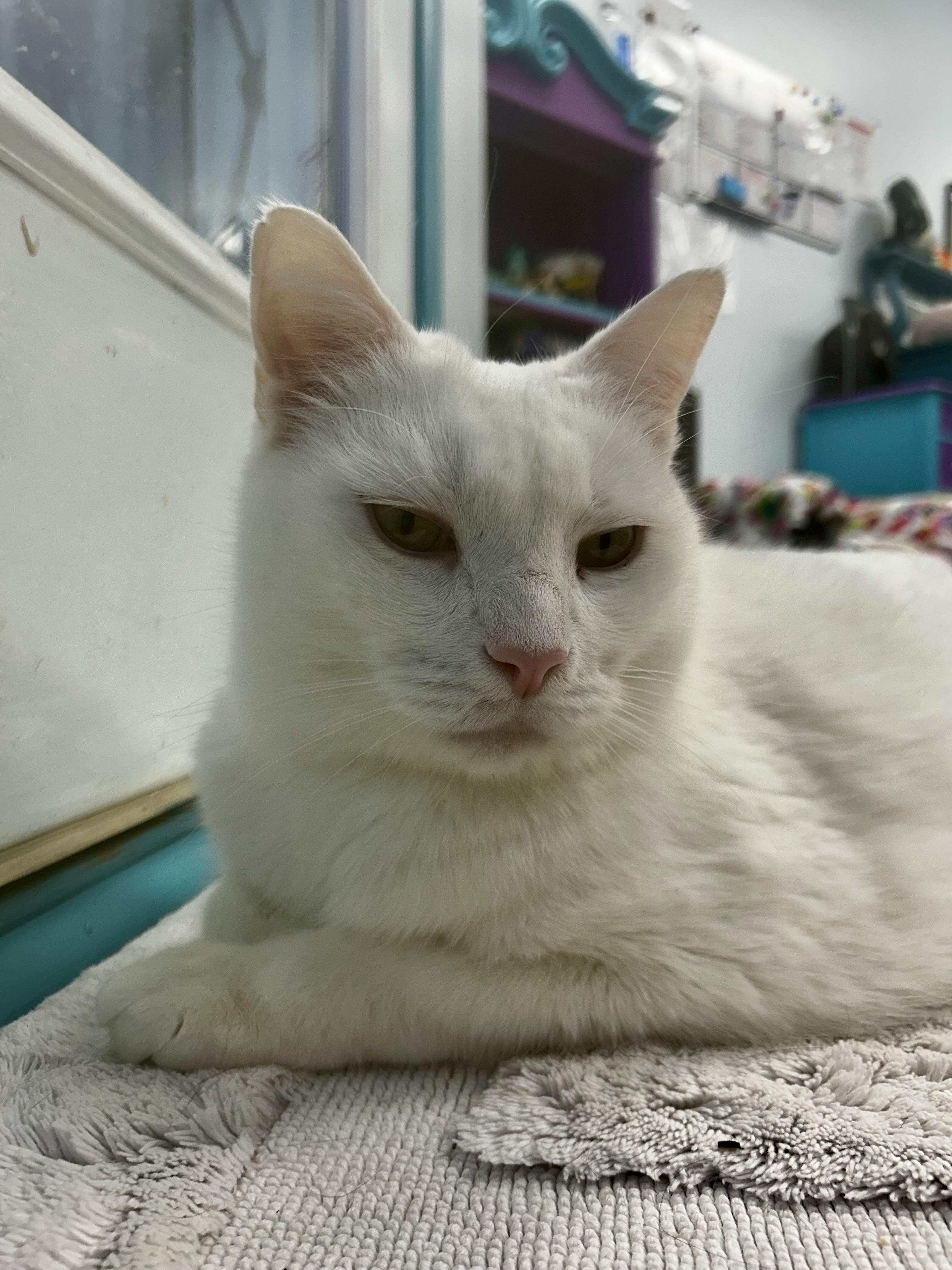 Enlarge Louie - CHOW HOUND - ADOPTION PENDING!, a Adoptable Domestic Short Hair in Grand Rapids, MI image 1/6