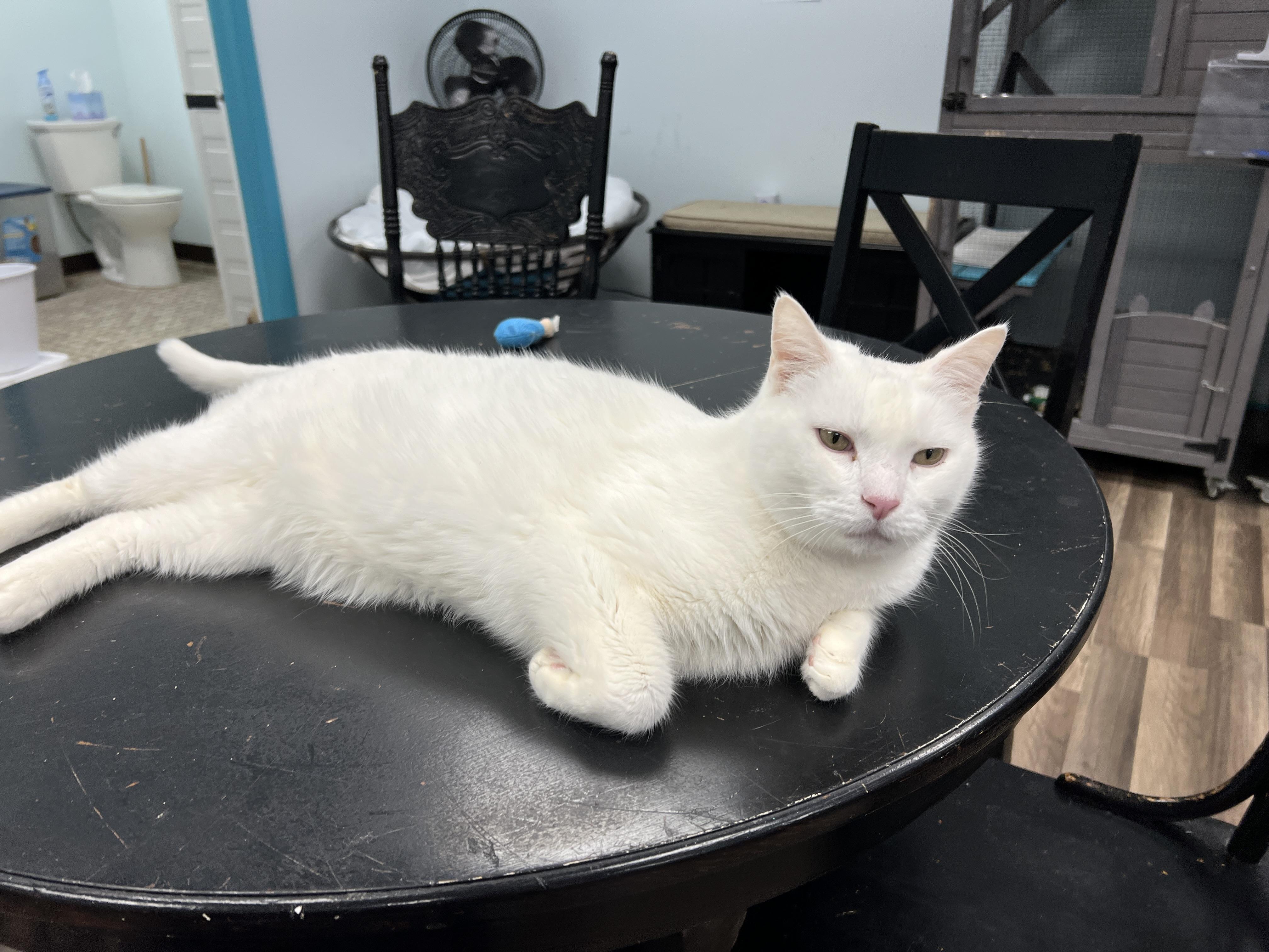 Enlarge Louie - CHOW HOUND - ADOPTION PENDING!, a Adoptable Domestic Short Hair in Grand Rapids, MI image 5/6