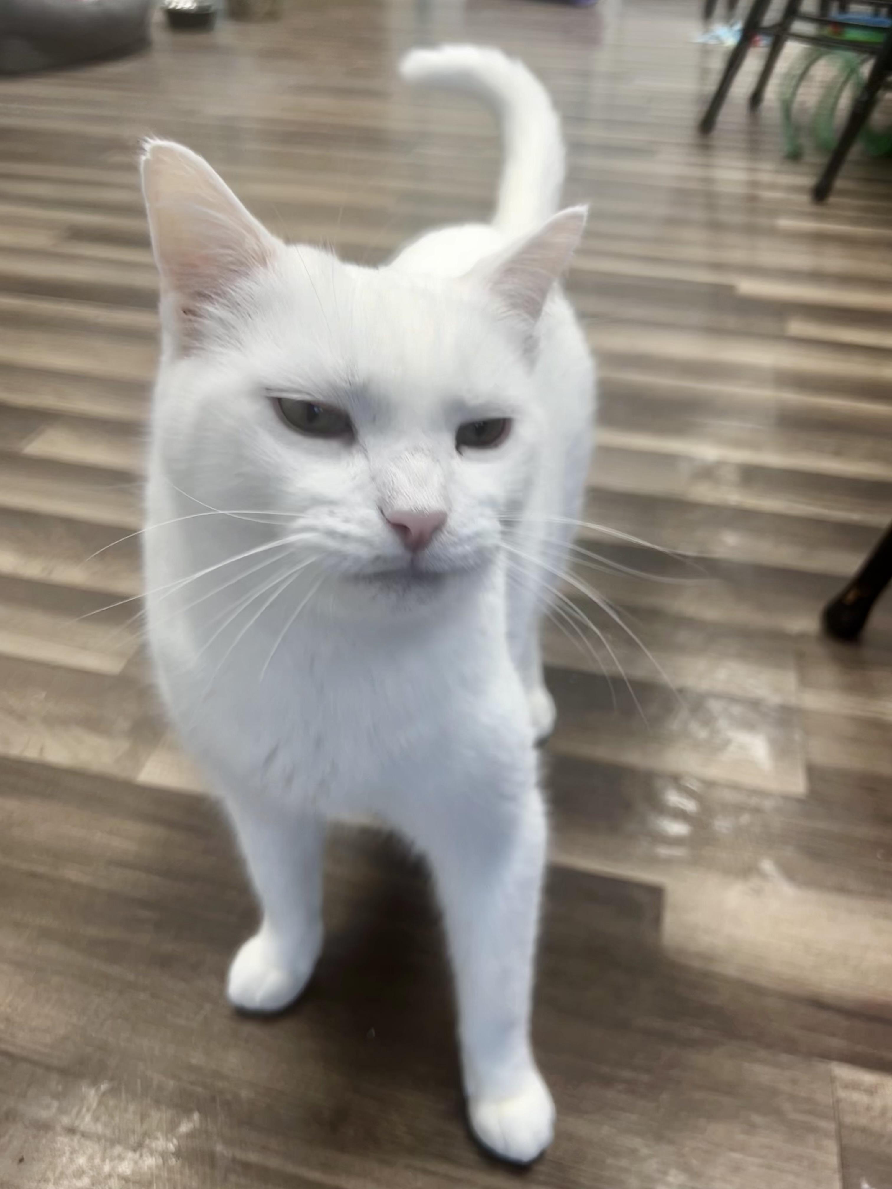 Enlarge Louie - CHOW HOUND - ADOPTION PENDING!, a Adoptable Domestic Short Hair in Grand Rapids, MI image 6/6