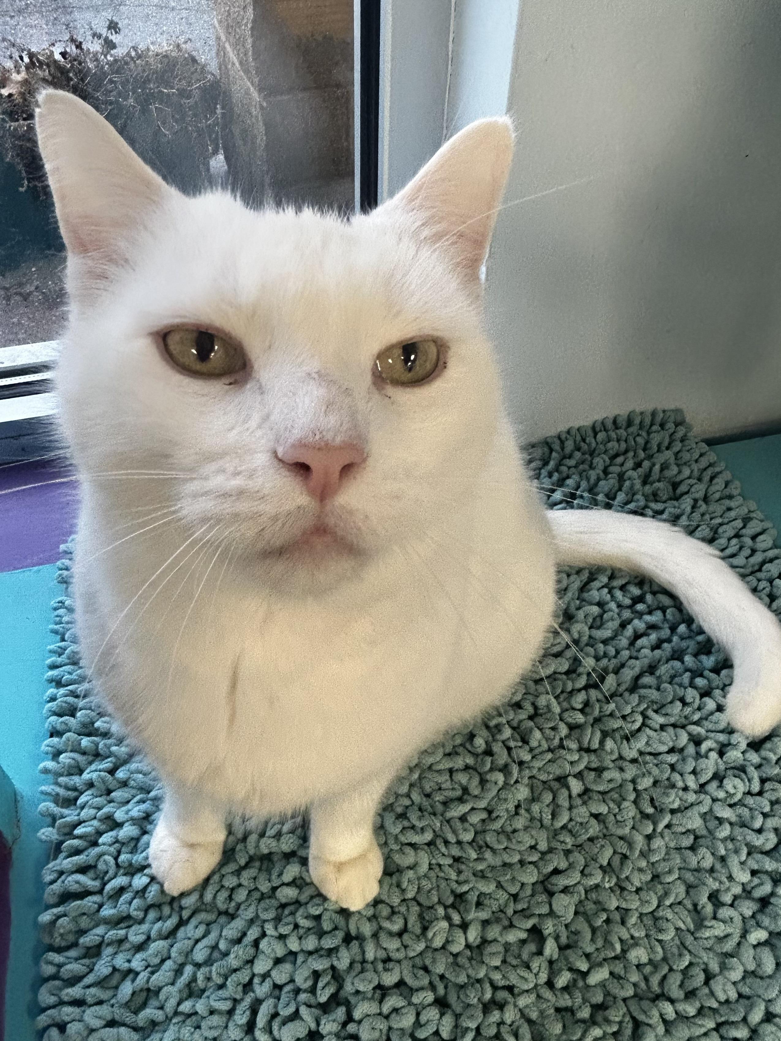 Enlarge Louie - CHOW HOUND - ADOPTION PENDING!, a Adoptable Domestic Short Hair in Grand Rapids, MI image 4/6