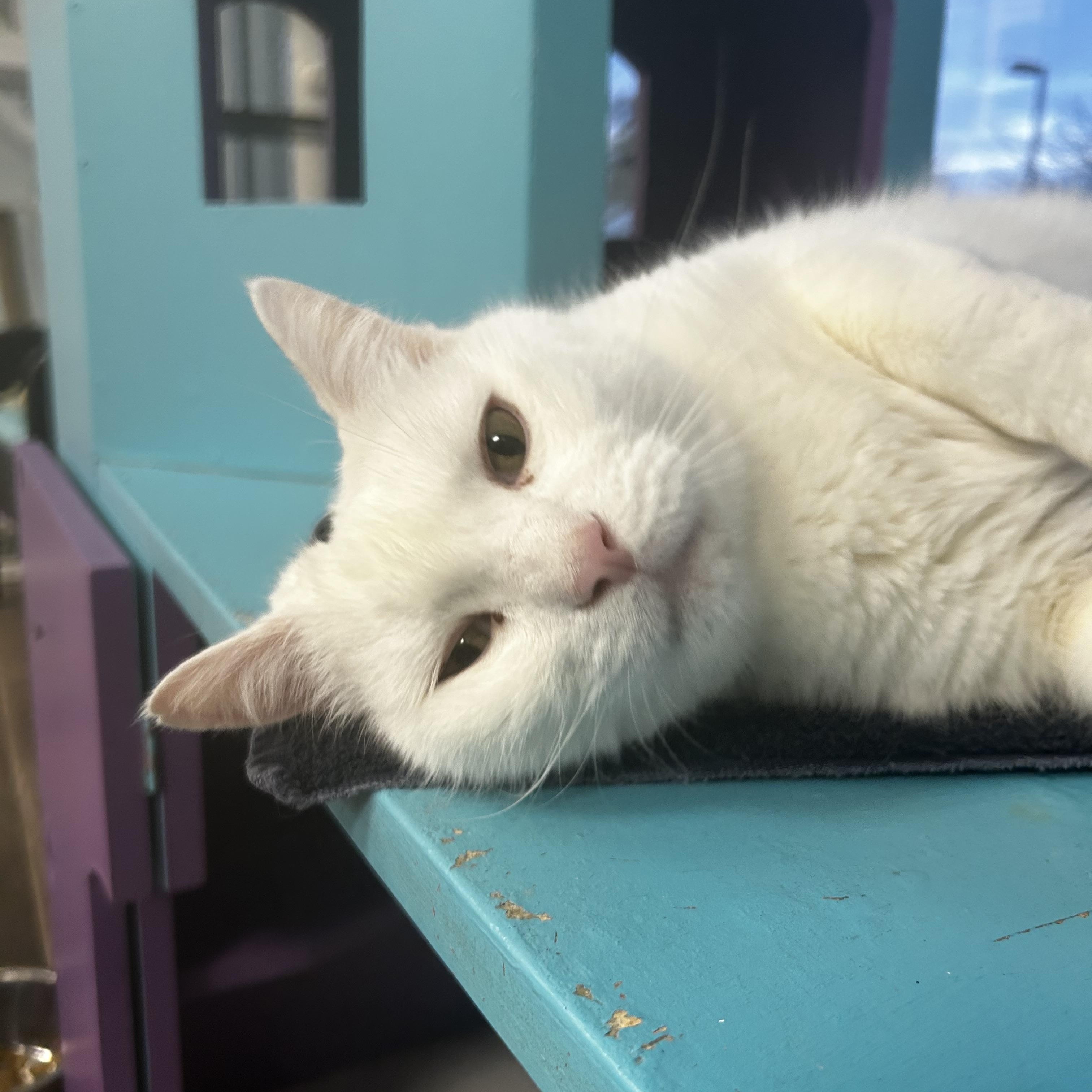 Enlarge Louie - CHOW HOUND - ADOPTION PENDING!, a Adoptable Domestic Short Hair in Grand Rapids, MI image 3/6