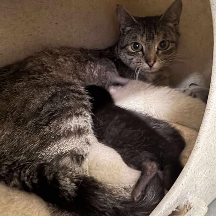 Jelly Bean, Adoptable, Young Female Domestic Short Hair.