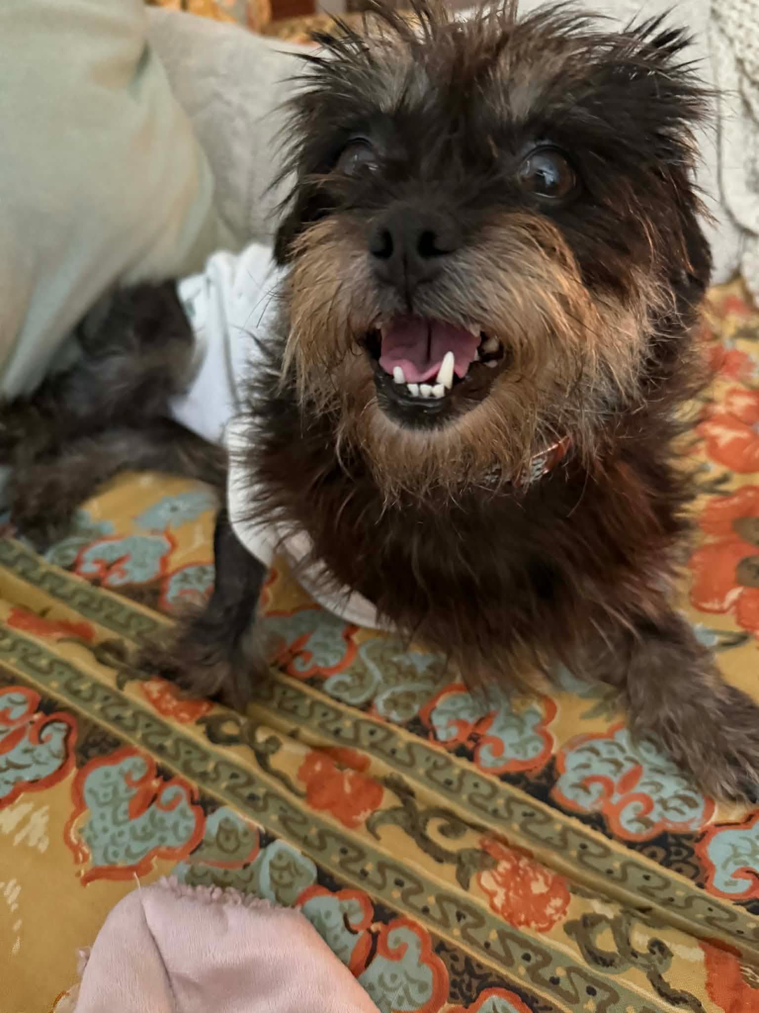Macy, a ADOPTABLE Shih Tzu in Fishkill, NY image 3/3