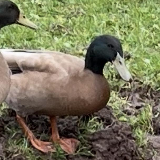 Enlarge Bubbles, a Adoptable Duck in Quakertown, PA image 1/2