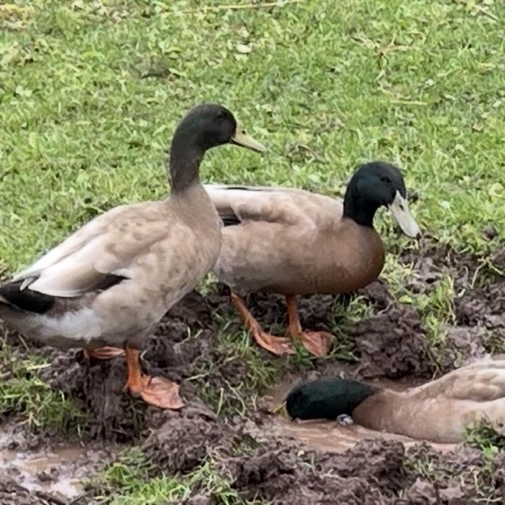 Enlarge Bubbles, a Adoptable Duck in Quakertown, PA image 2/2