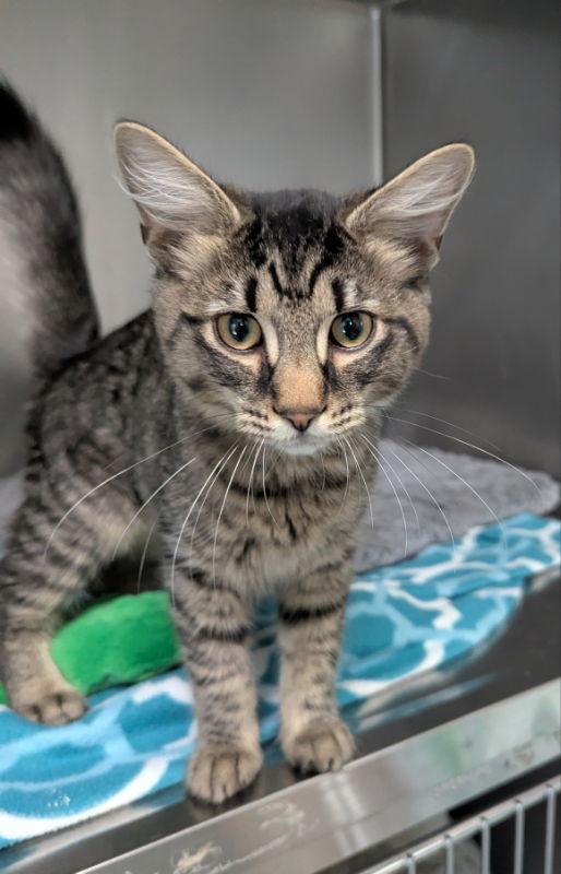 Cholula, Adopted, Young Male Tabby & Domestic Long Hair.