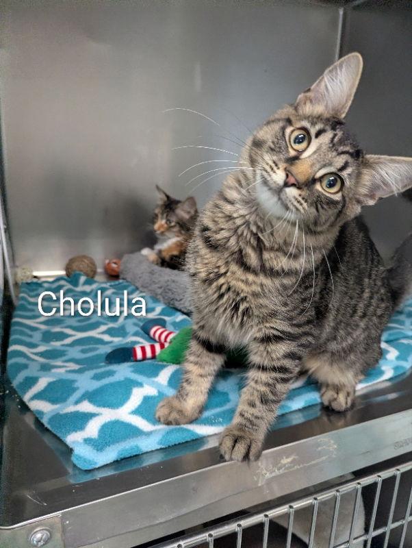 Enlarge Cholula, a Adopted mixed breed in Ocala, FL image 2/2