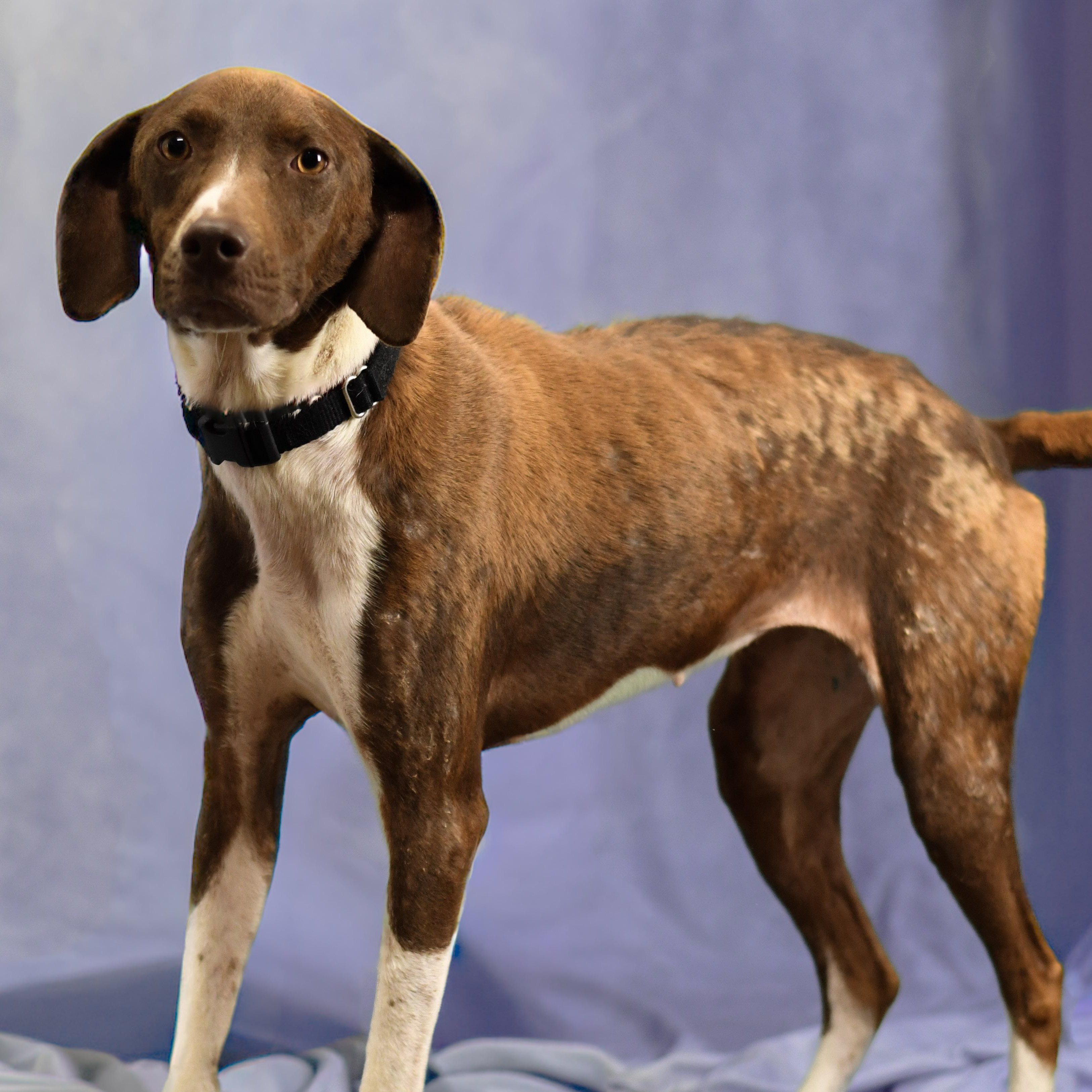 Sane, adopted, Adult Female German Shorthaired Pointer.